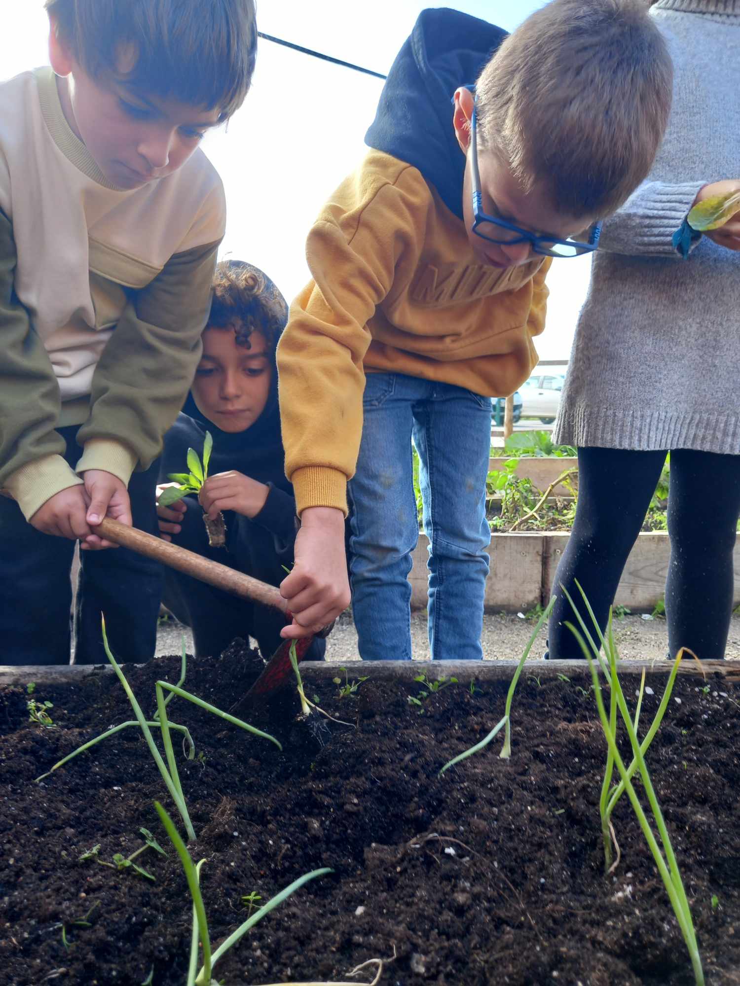 Plantação de cebolas.