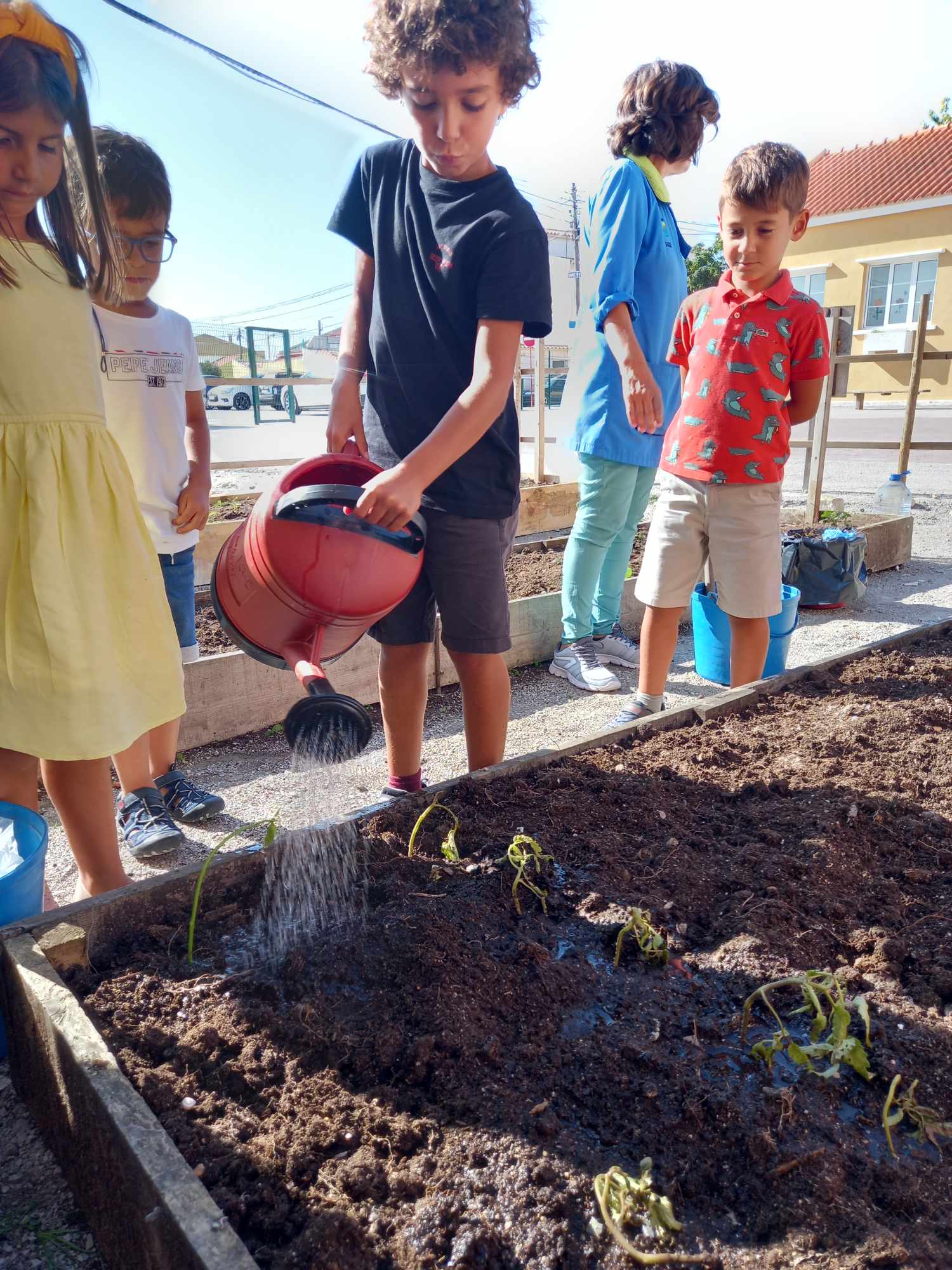 Rega das plantas .