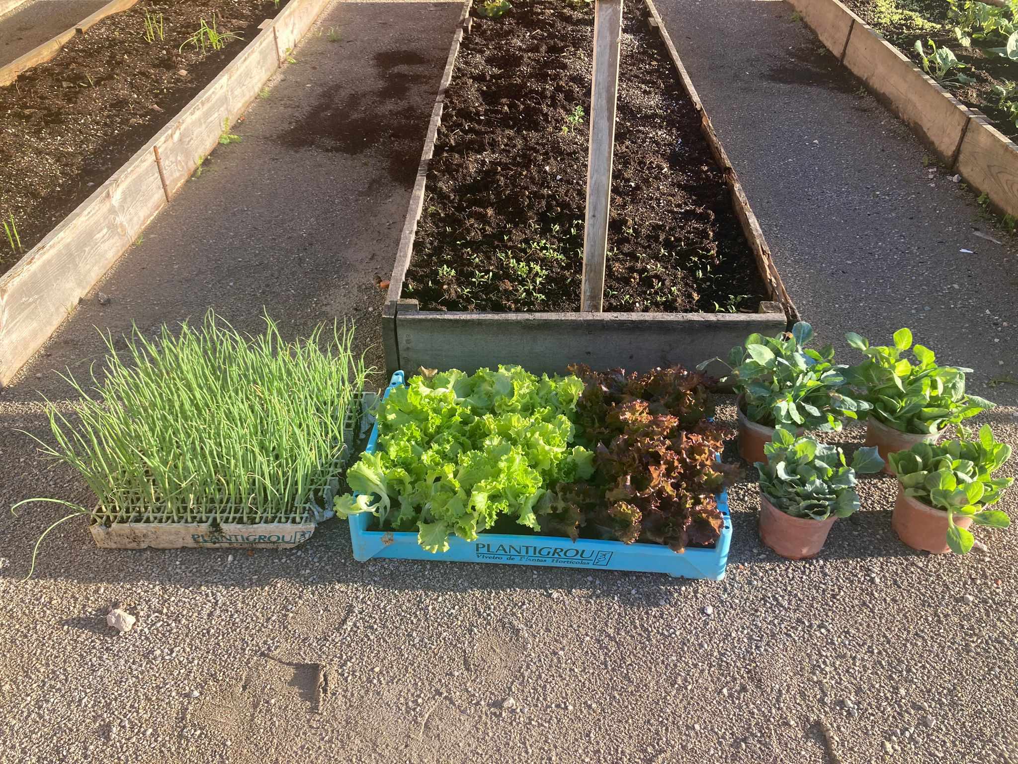 Plantas doadas à escola por empresas próximas.