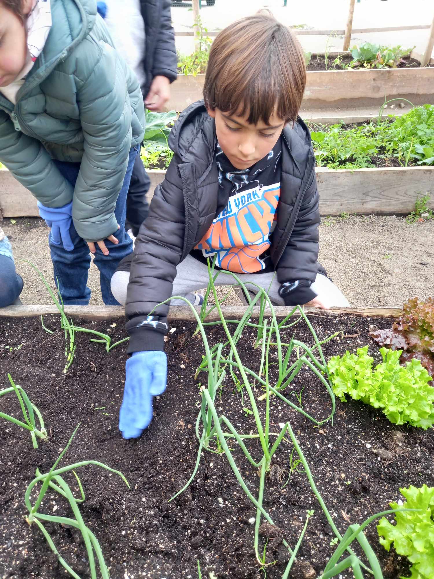 O entusiasmo é grande perante o crescimento das plantas!