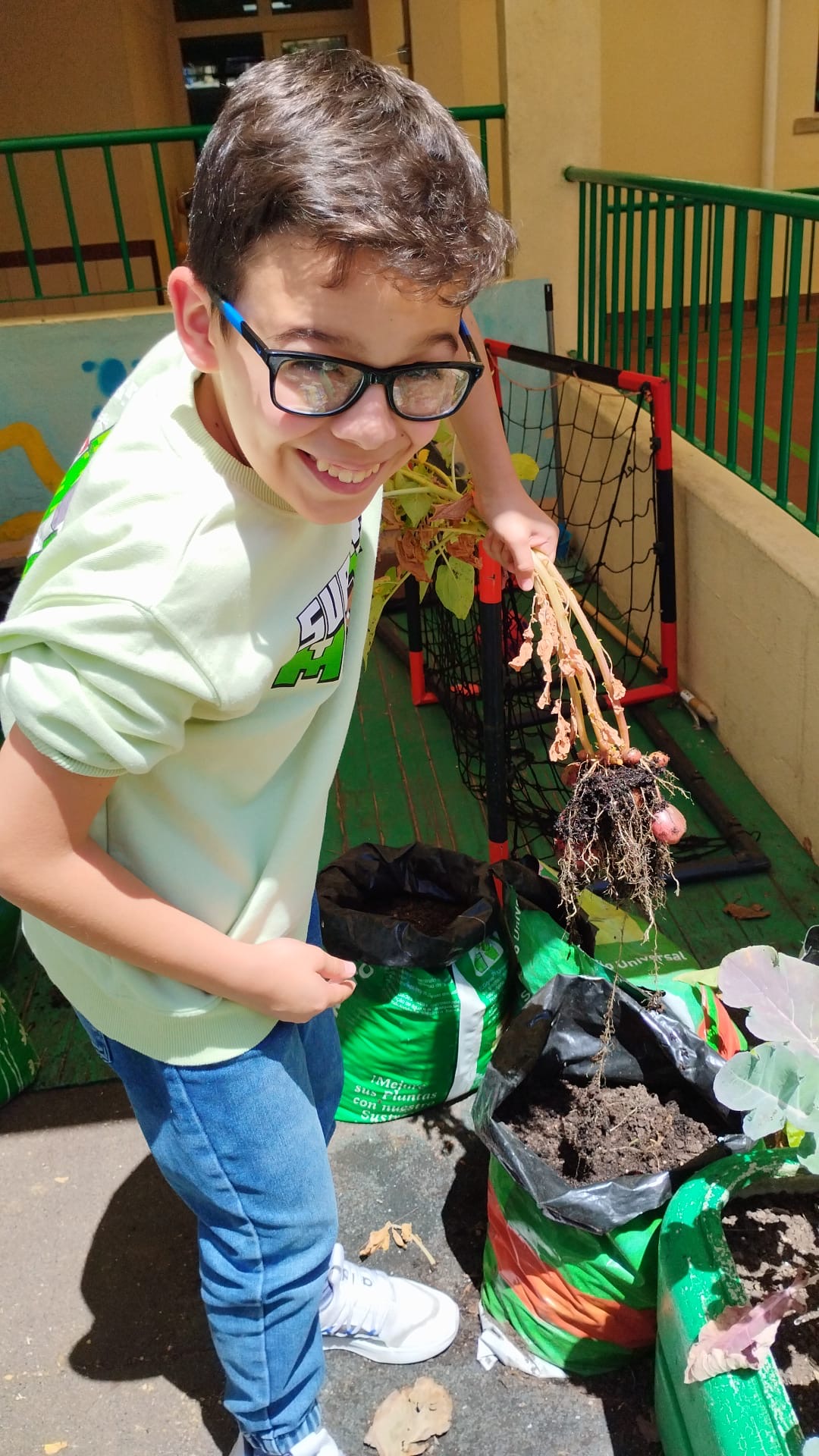 É com muita felicidade e por vezes admiração que os alunos fazem a colheita dos seu legumes