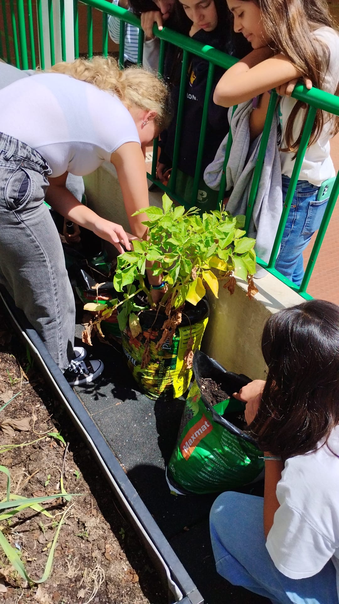 É com muita felicidade e por vezes admiração que os alunos fazem a colheita dos seu legumes