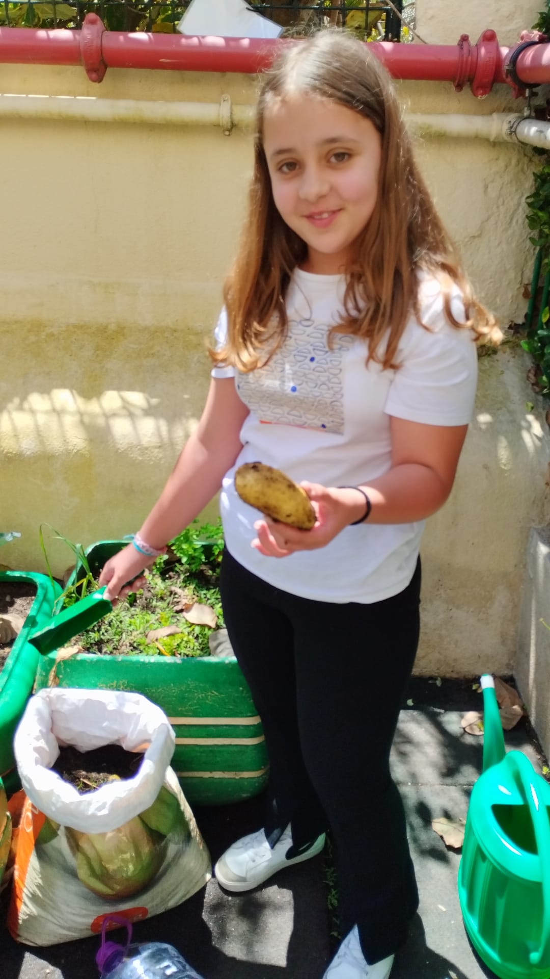 É com muita felicidade e por vezes admiração que os alunos fazem a colheita dos seu legumes