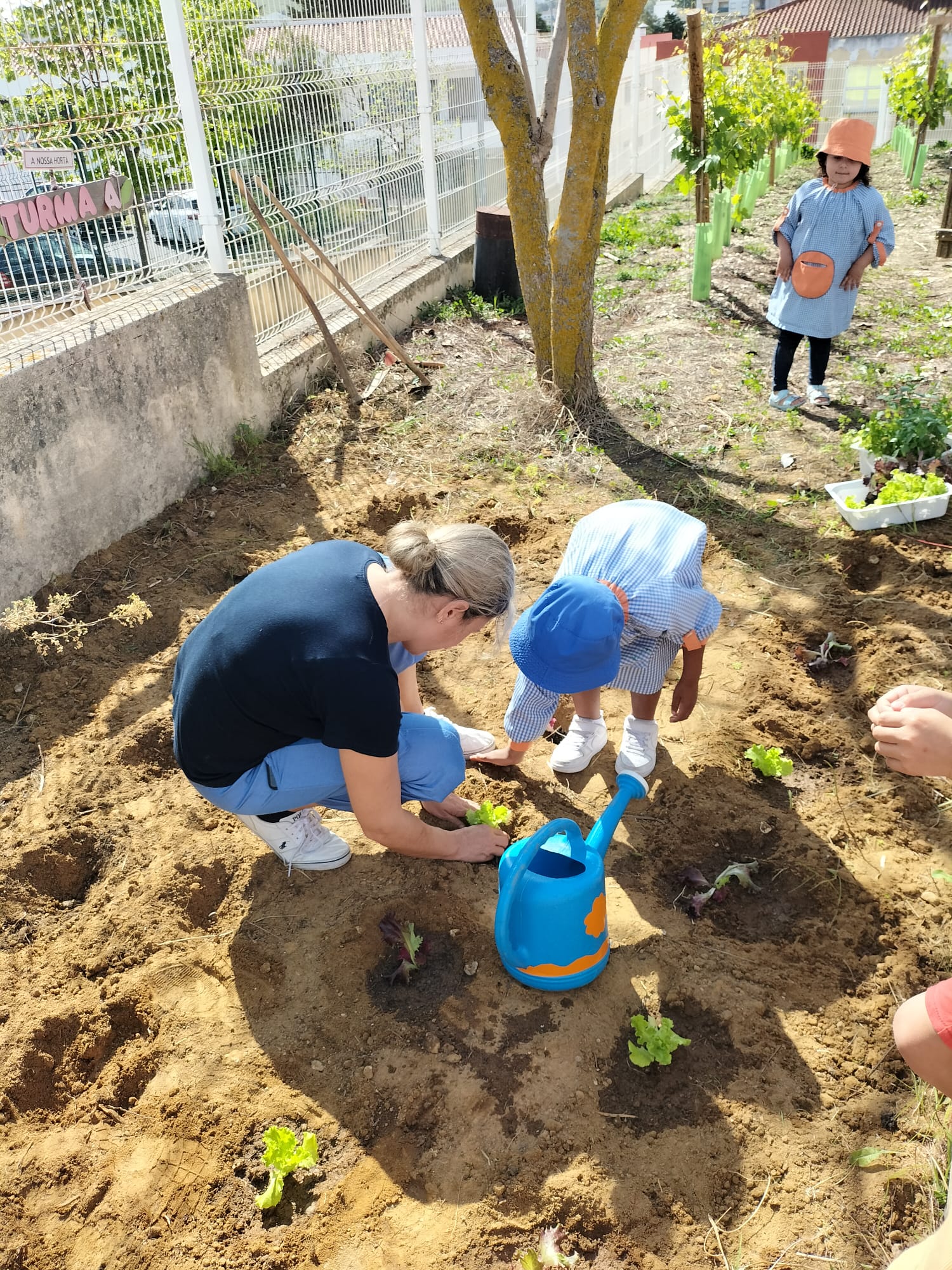 plantação das alfaces