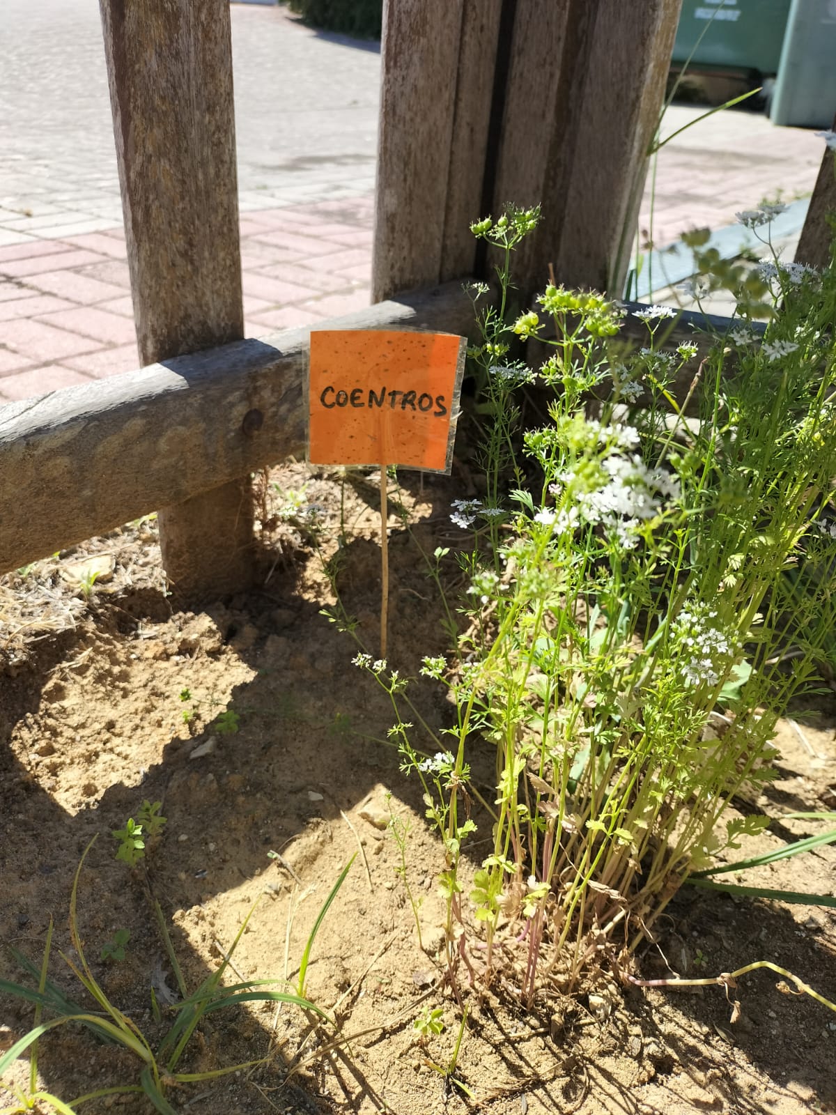 evolução da horta