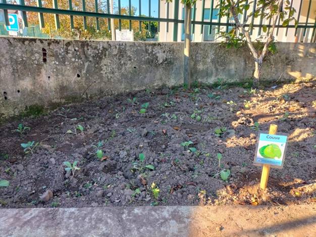 Plantação de couve