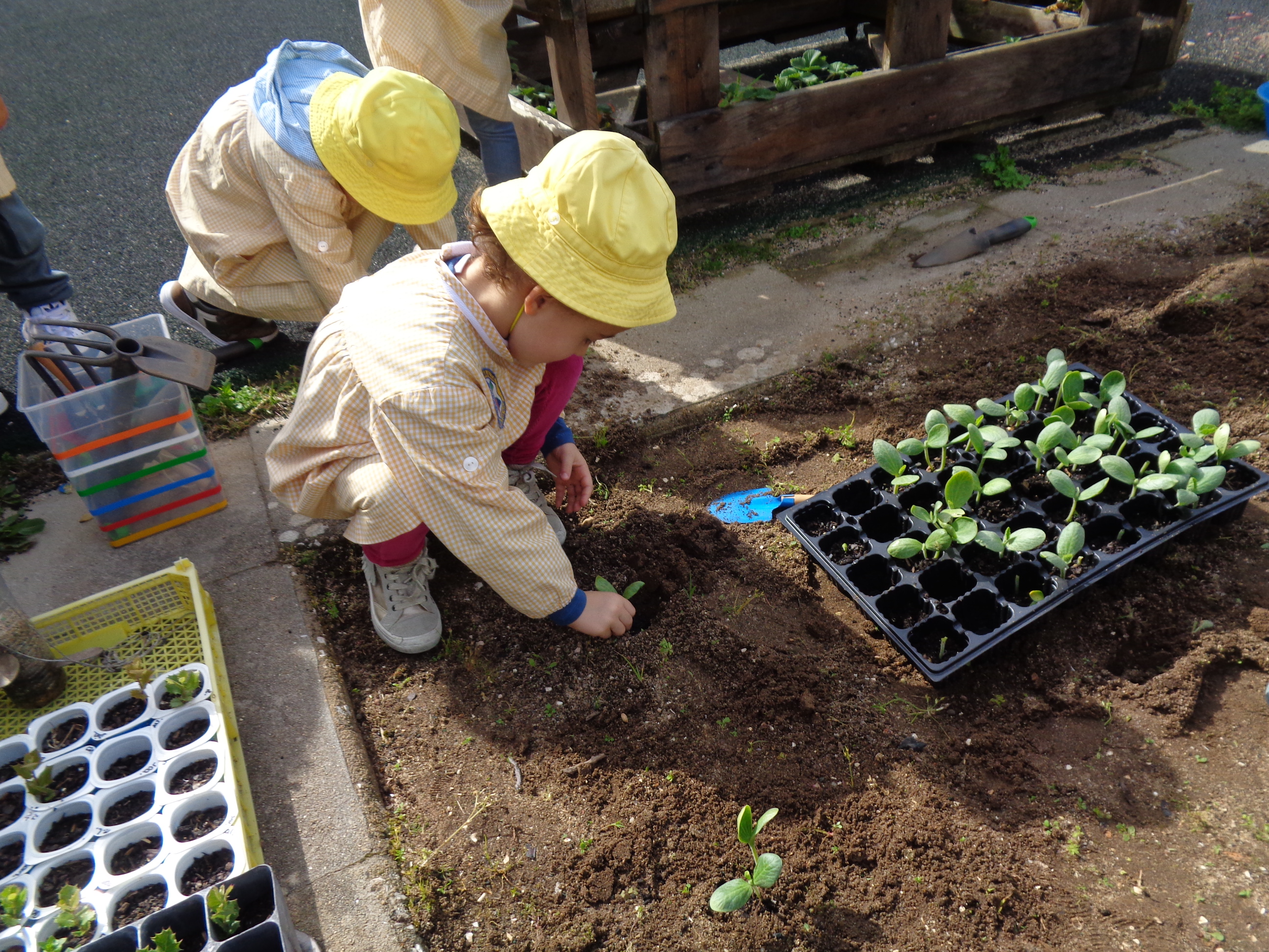 Plantação de abóbora