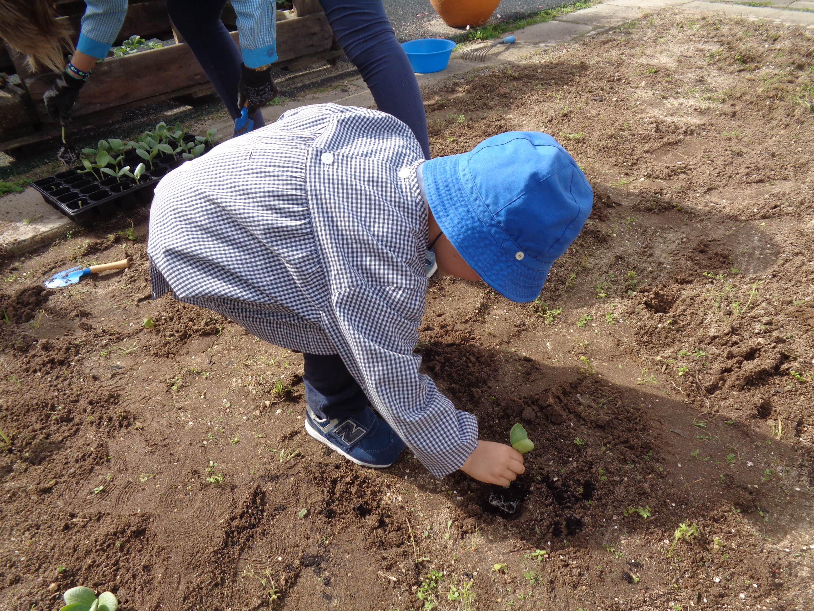 Plantação de abóbora