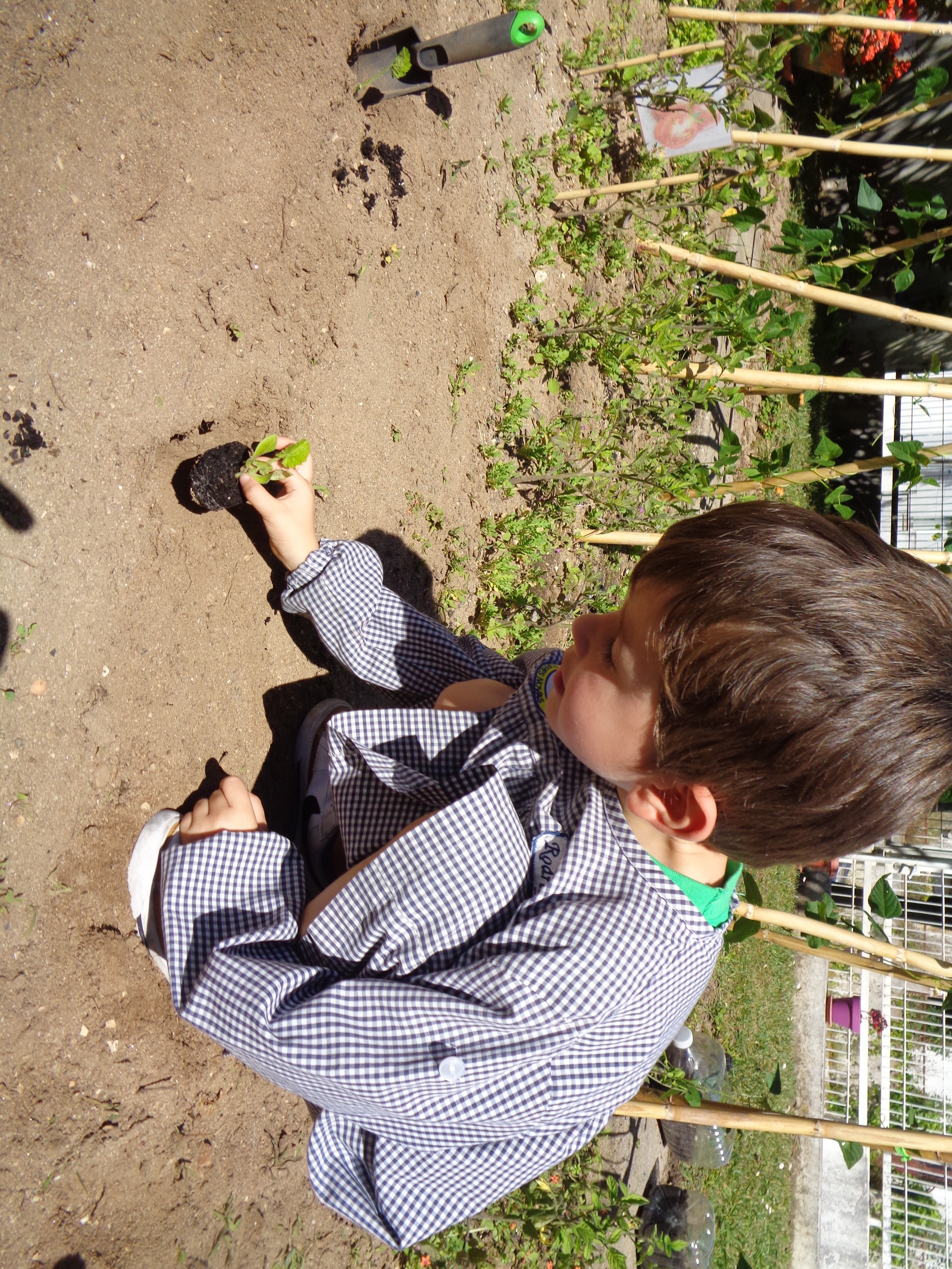 Plantação de courgette