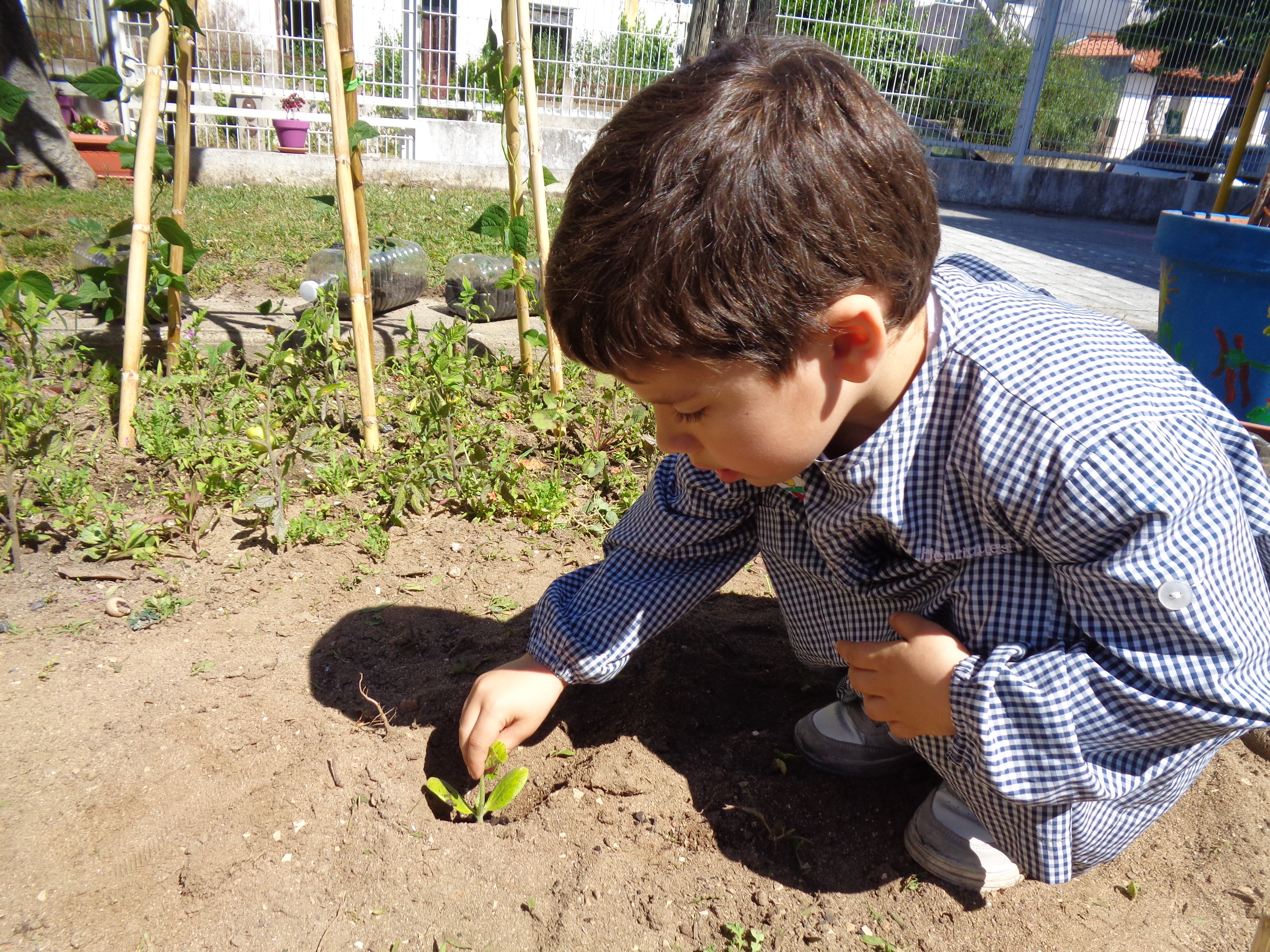Plantação de courguette