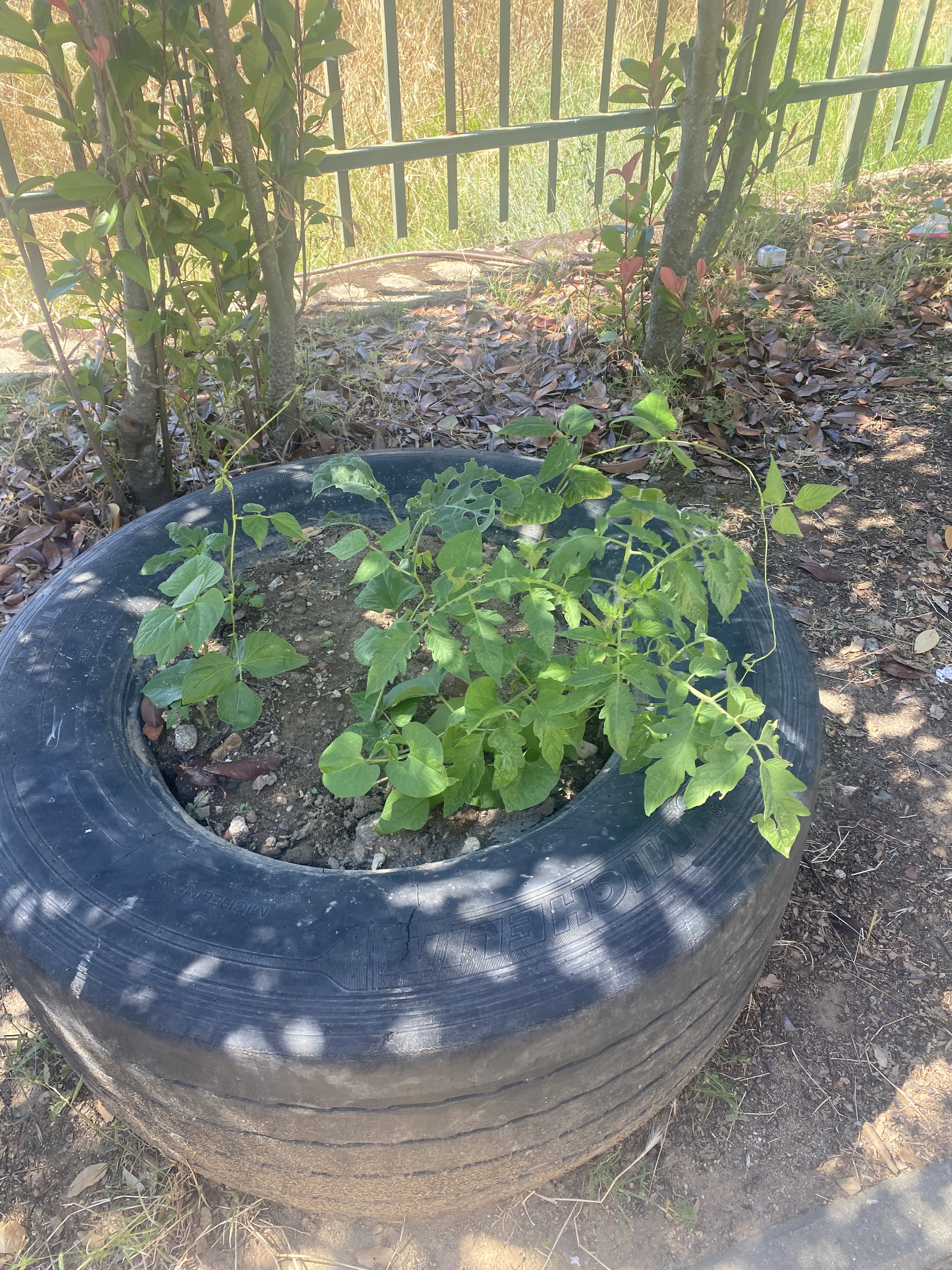 Crescimento das plantas.