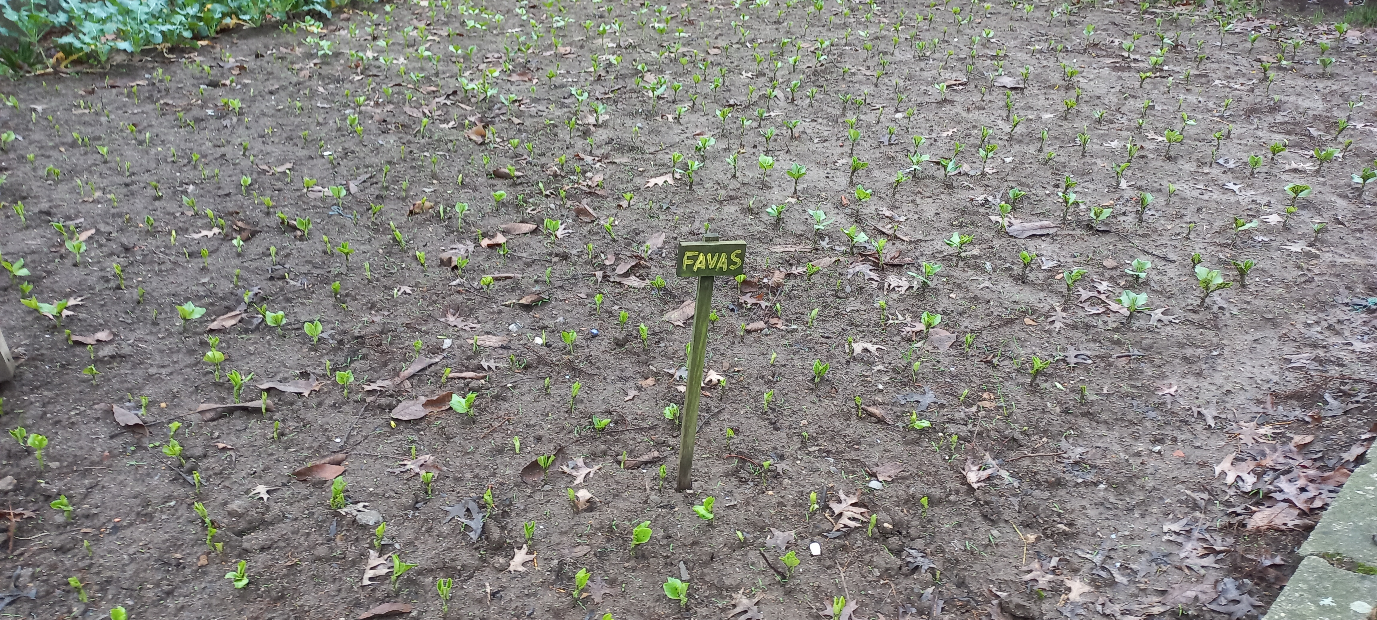 As favas já dão sinal de vida