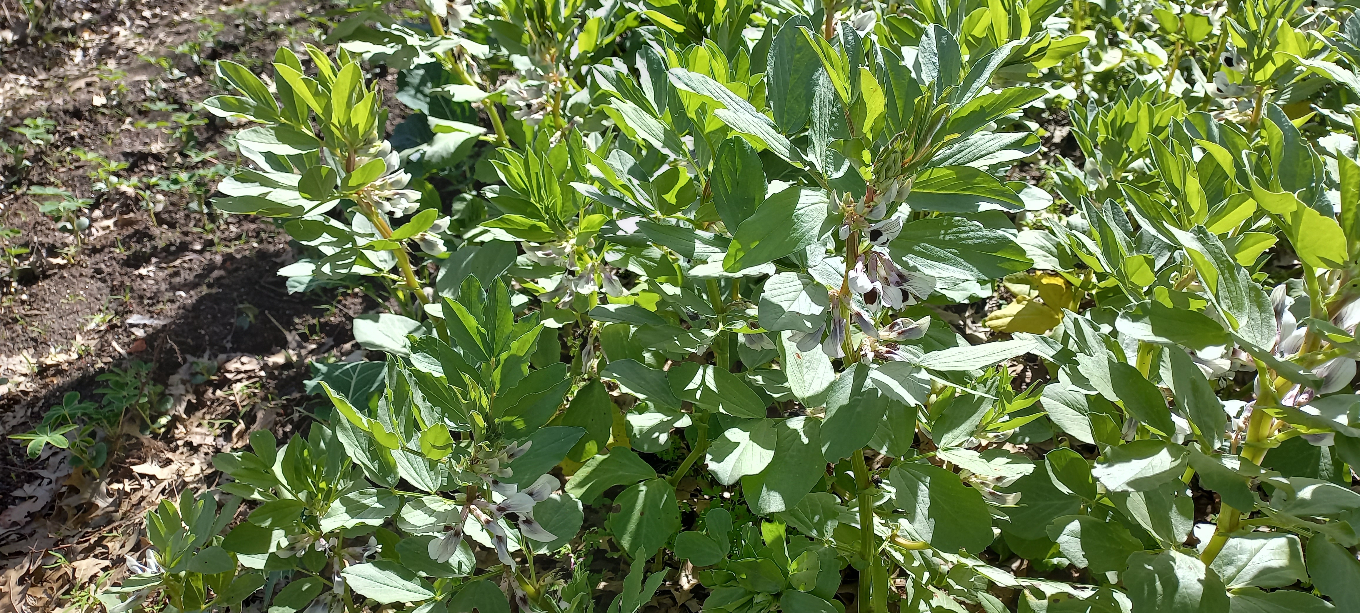 As favas já tem flor