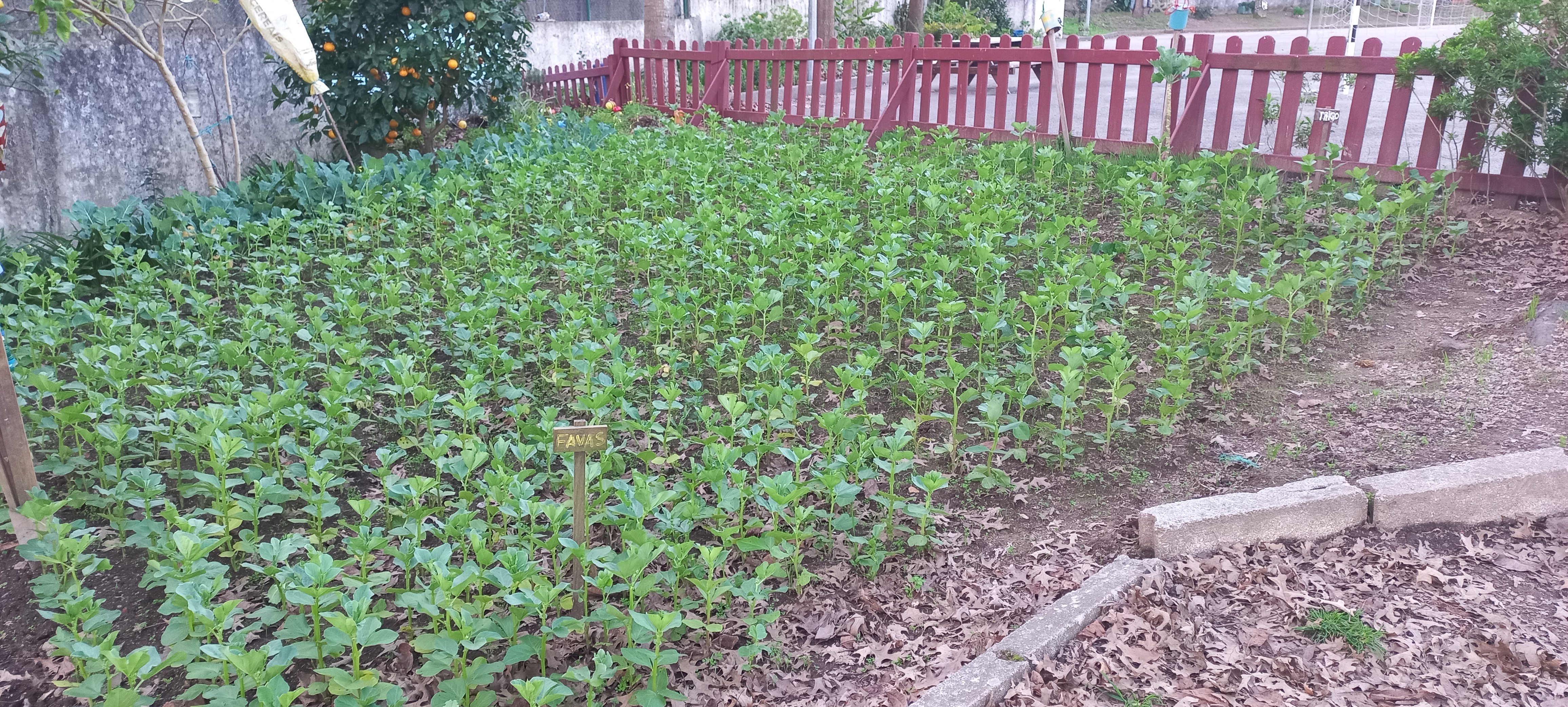 As favas em franco crescimento