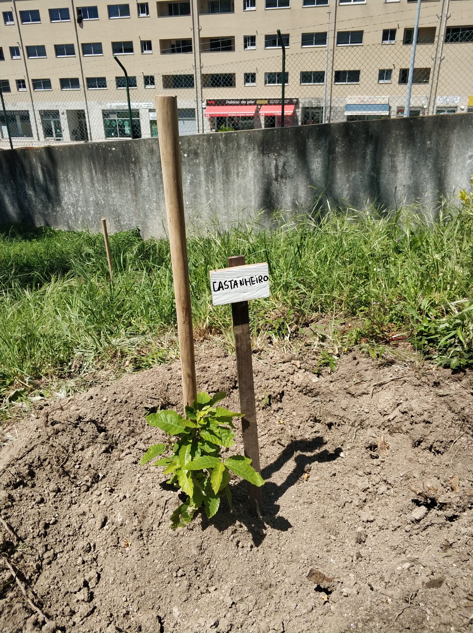 Novo castanheiro para enriquecer a horta