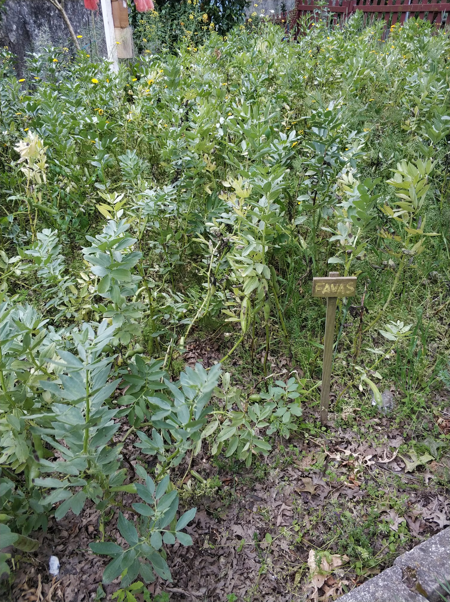 Está na hora de apanhar as favas. Desta vez irá para casa dos meninos.