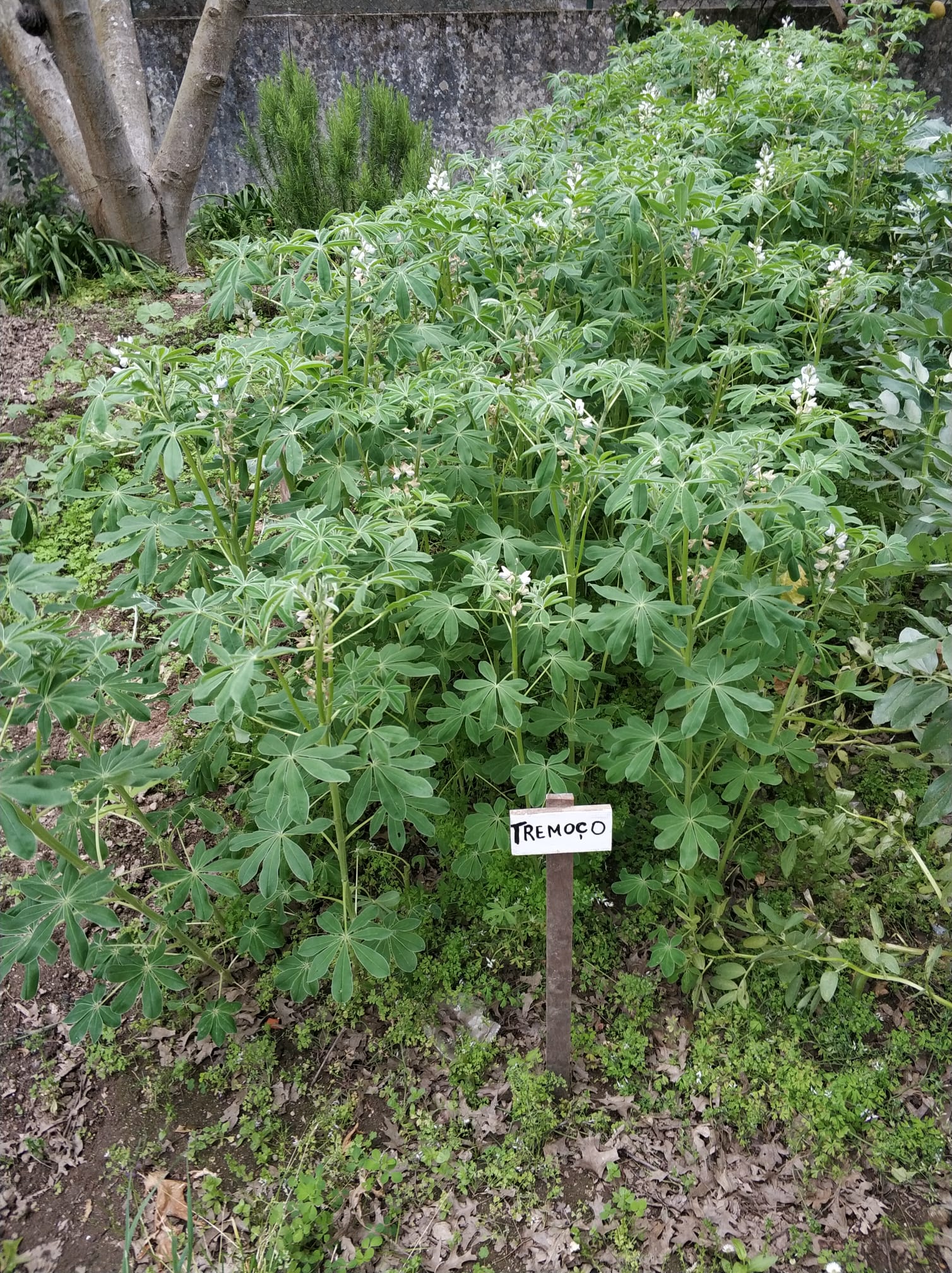Sementeira em crescimento. O tremoço já tem flor