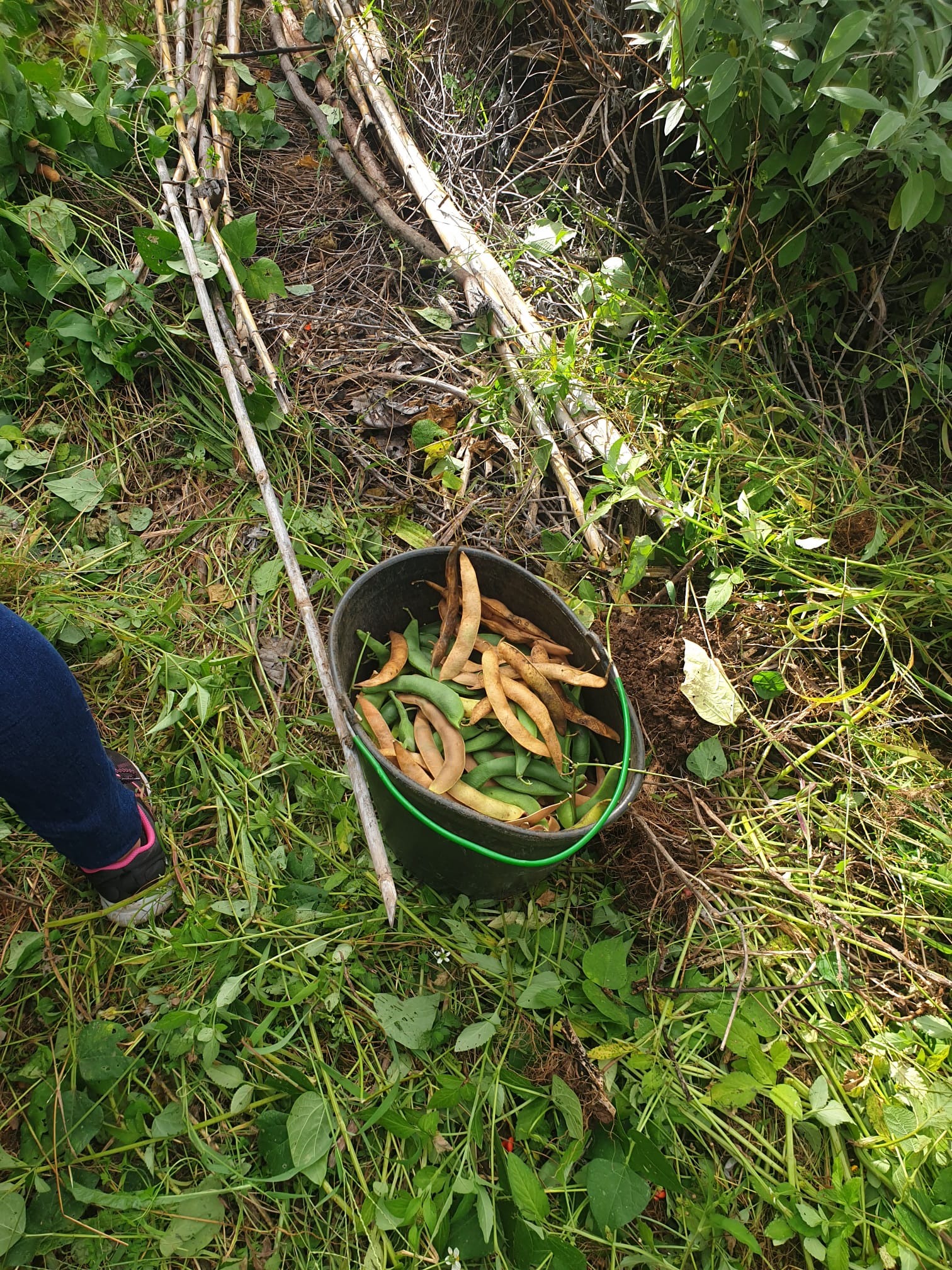 Feijoca