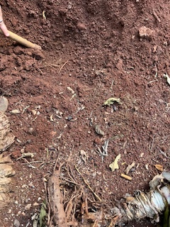 Os alunos com a ajuda de alguns funcionários e o professor começaram a preparar o terreno para plantar e transplantar.