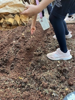 Depois de preparado, os alunos começaram a plantação no terreno.