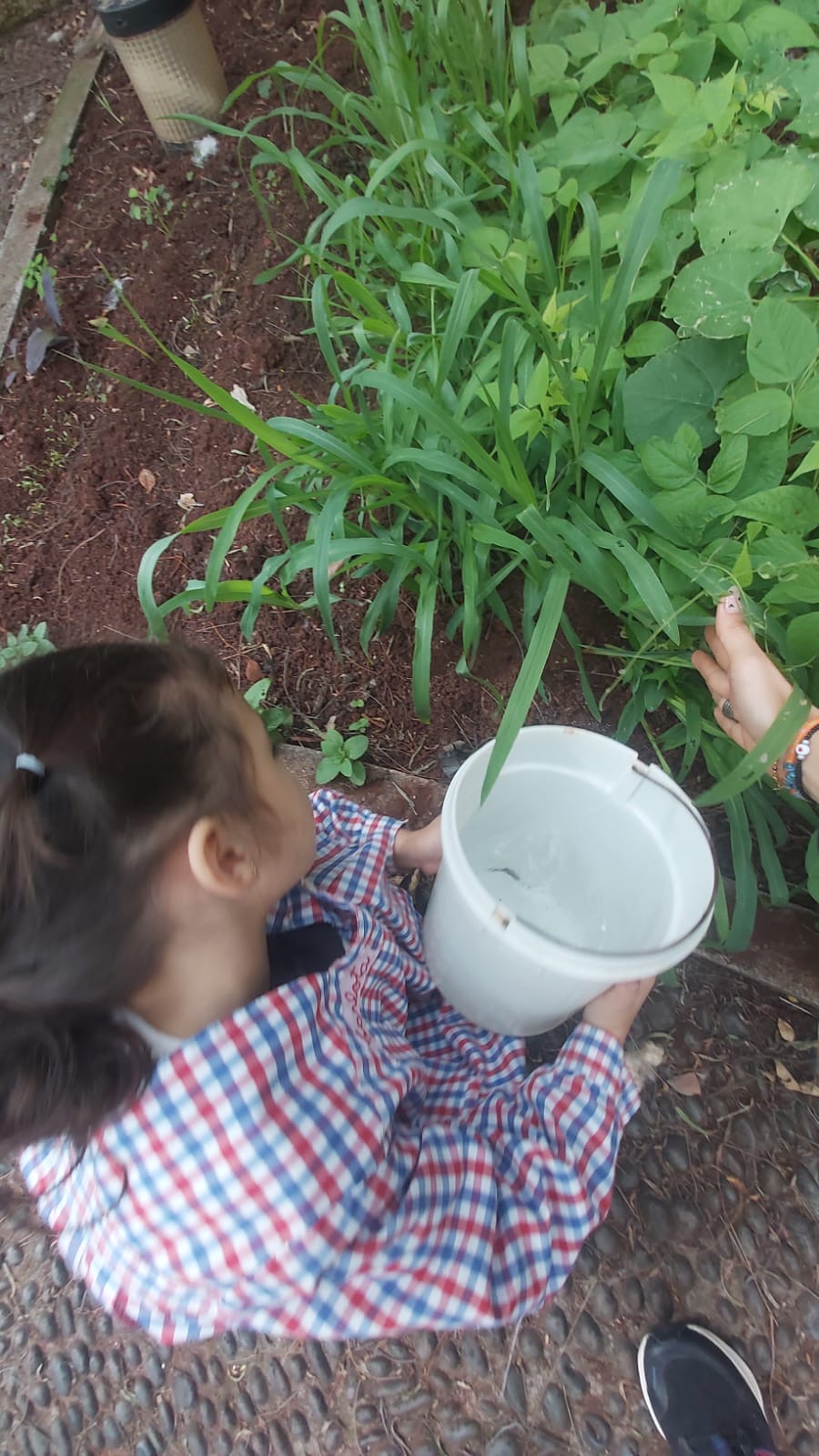 Para além de dar muitos miminhos, os alunos também regam a horta.