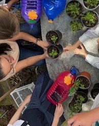 Em garrafões decorados pelos alunos, começamos a plantar as ervas aromáticas.
