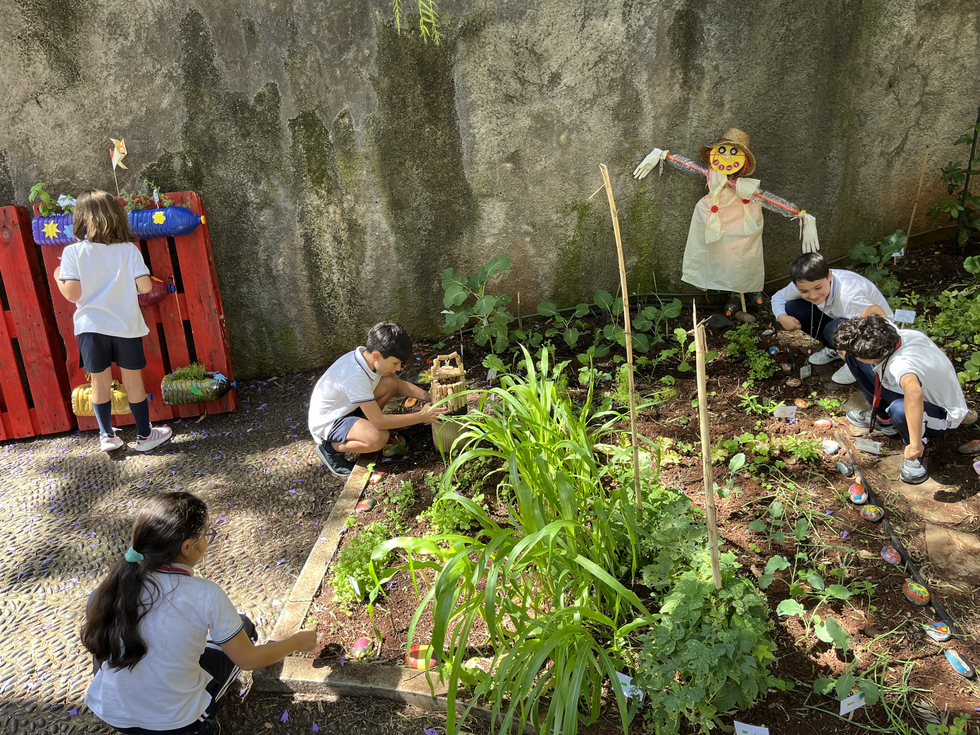 Os alunos continuam a fazer a manutenção da horta para que continue a florescer.