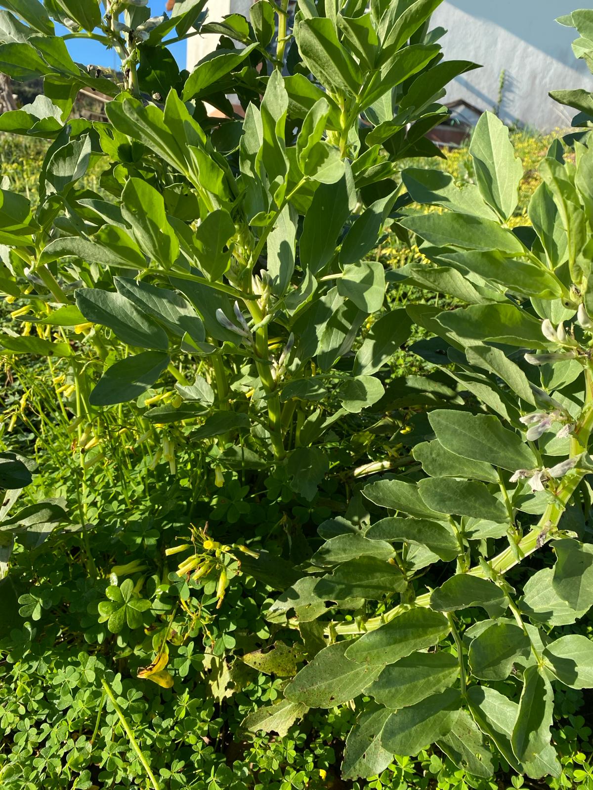 Favas