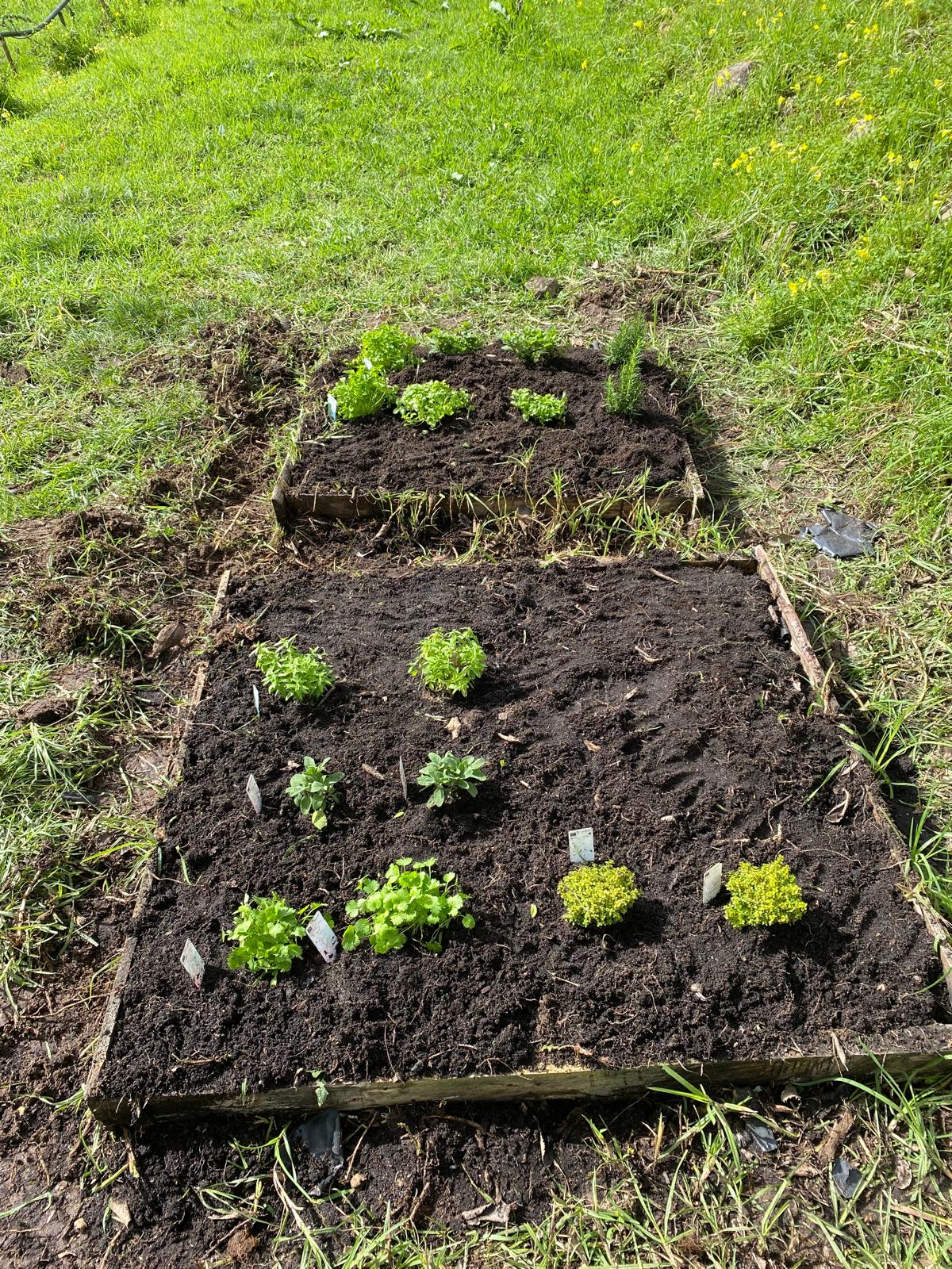 Horta de Ervas Aromáticas