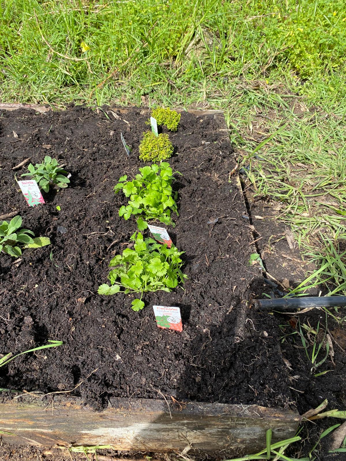 Horta de Ervas Aromáticas
