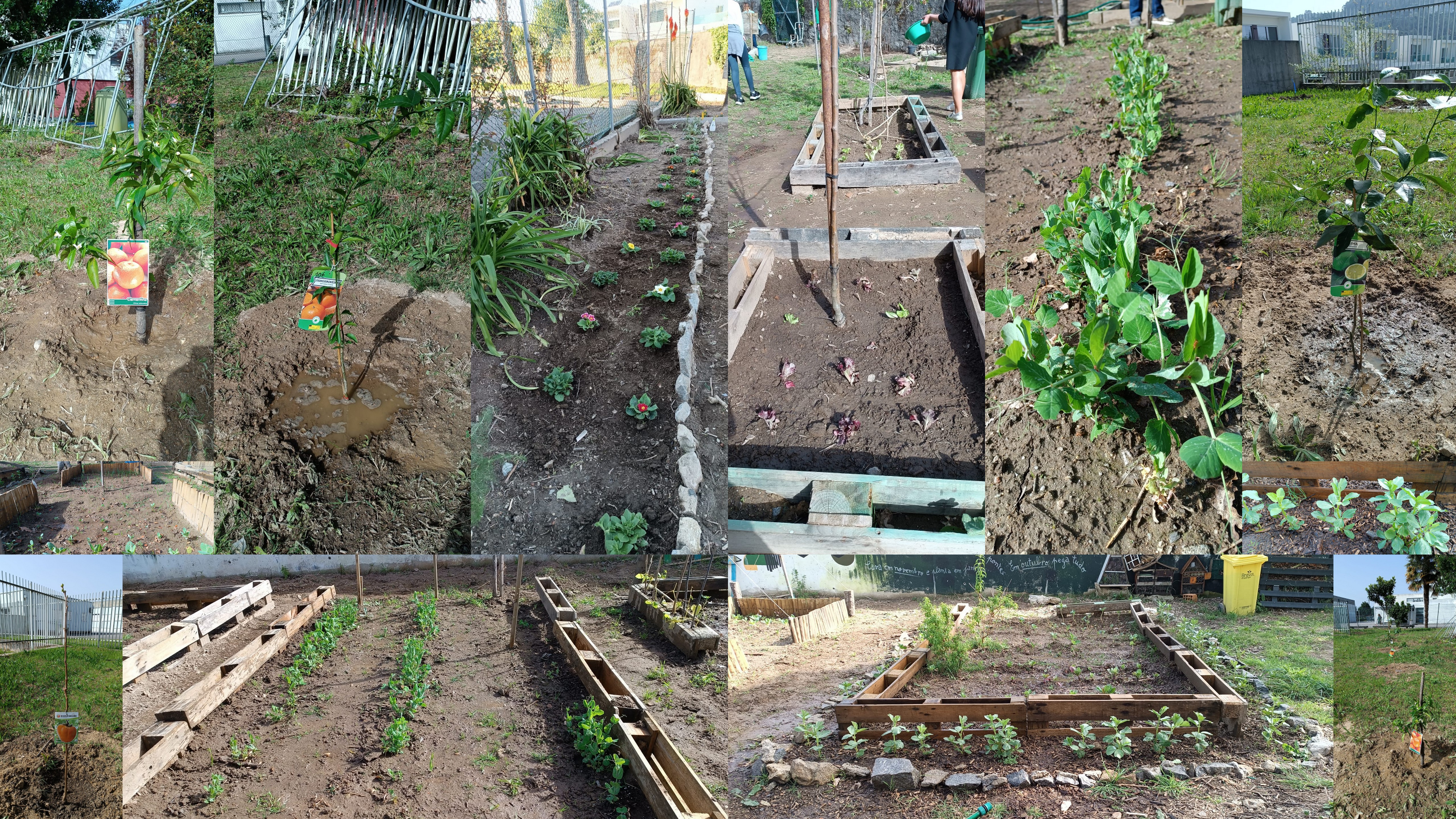 Escola Básica de Palmeira
Foto 3 - Dia 21 de Março com a plantação de árvores de fruto (11 disponibilizadas pela CMB) e de alguns produtos Hortícolas (alfaces e curgetes).