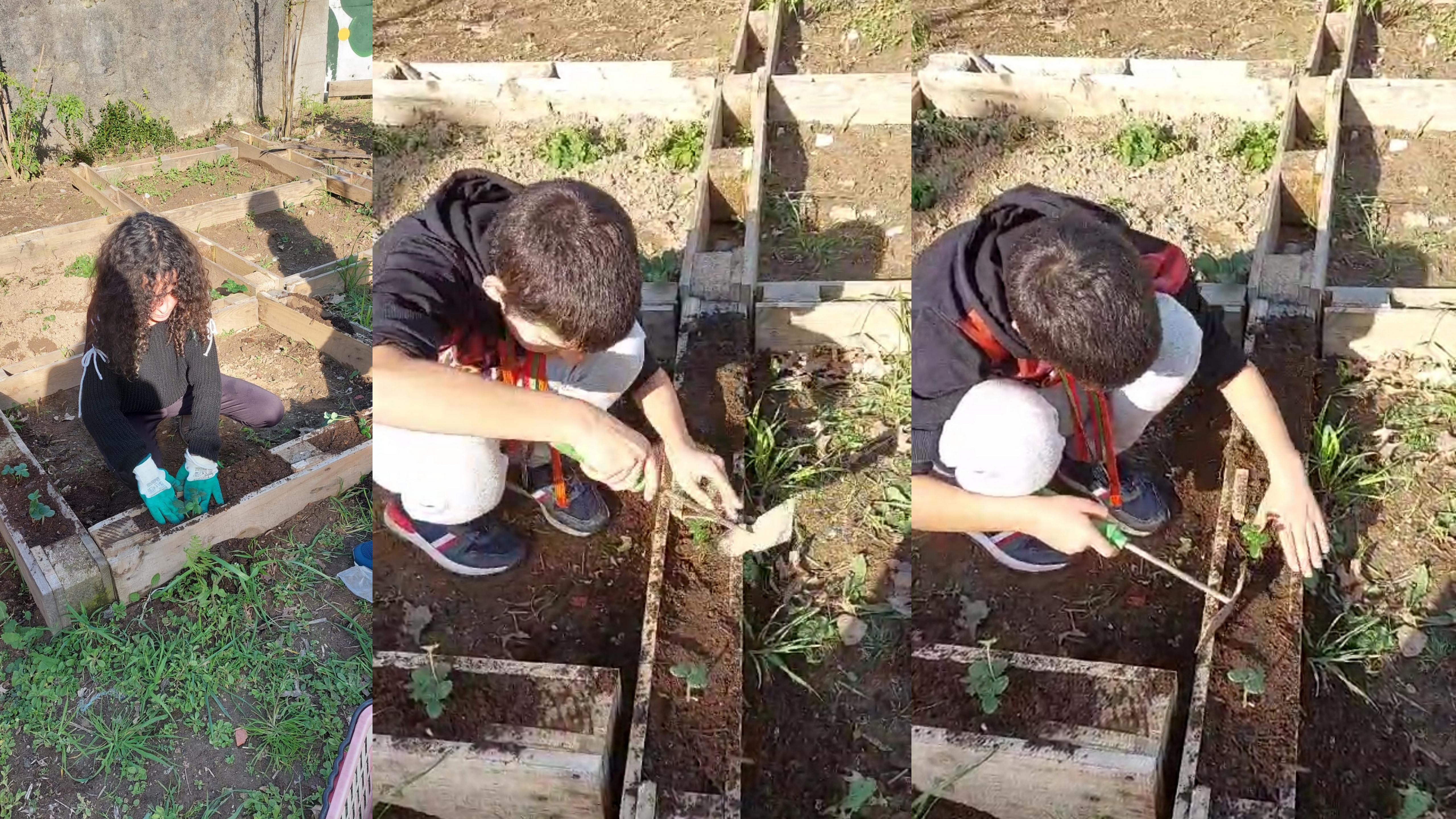 Escola Básica de Palmeira
Foto 6- O CAA (Centro de Apoio ao Aluno) participa regularmente nos trabalhos da Horta com os alunos da Educação especial. Neste dia plantaram morangos, batata doce  e transplantaram os feijões que tinham  semeado na estufa.