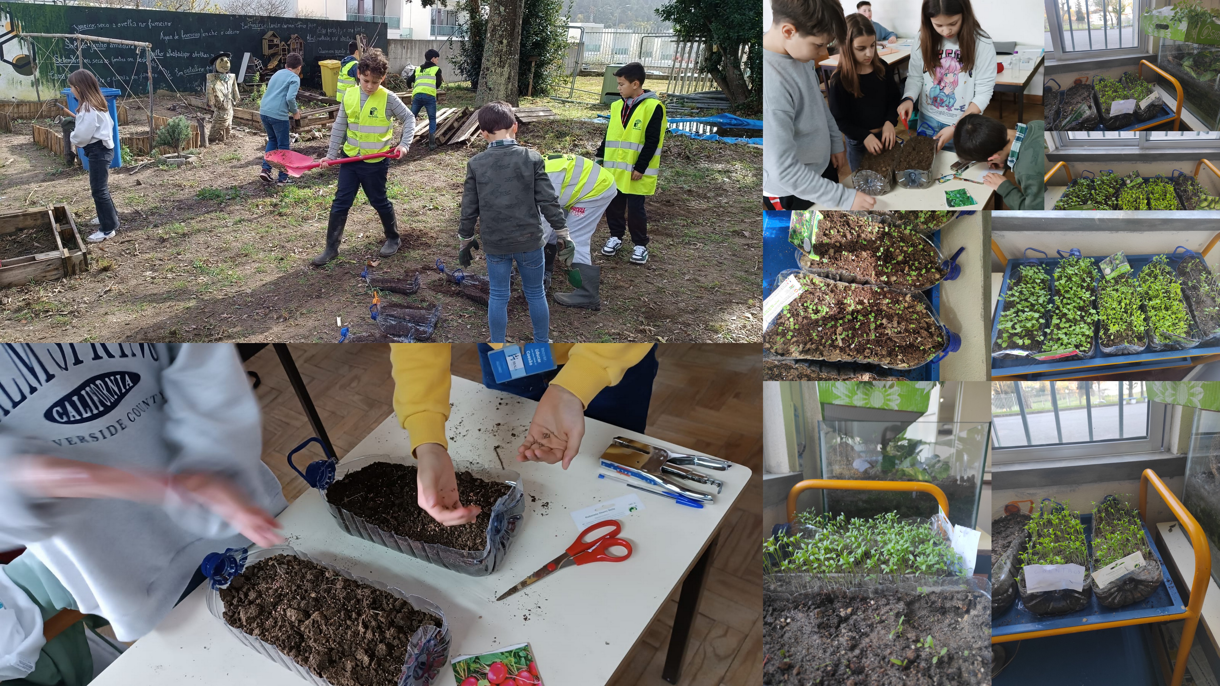 Escola Básica Palmeira
Foto 1 - Sementeira, usando garrafões de plástico, de diversas plantas aromáticas (coentros, tomilho, salsa) e de produtos hortícolas (rabanetes, couves-de-bruxelas, alfaces, rúcula) e sua evolução (de 5 a 19 de março)