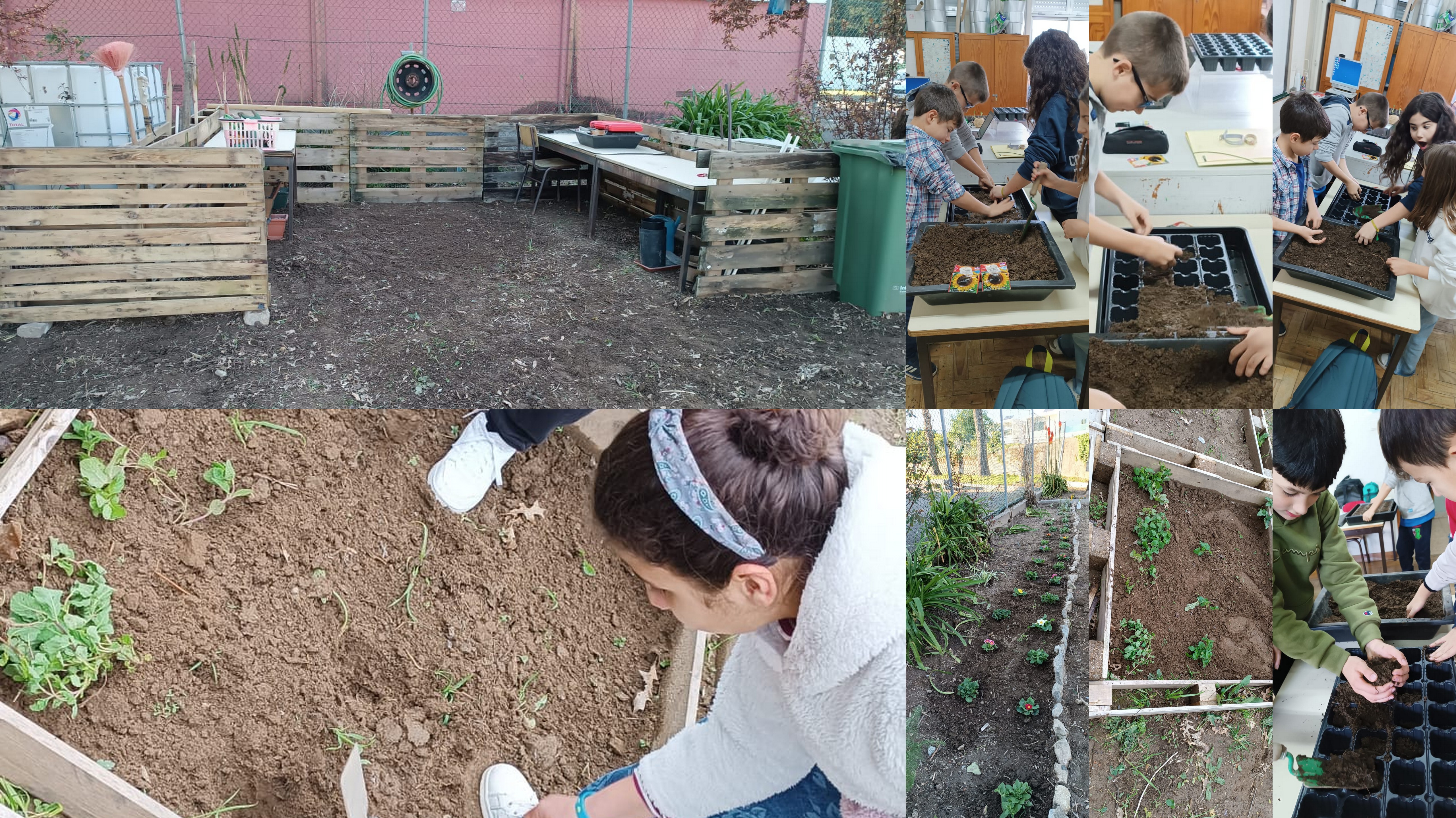 Escola Básica de Palmeira
Foto 4- Criação do "Cantinho dos Workshops" e de uma zona de Jardim, tendo-se realizado uma  sementeira de girassóis. Foi ainda, feita a plantação erva cidreira num dos canteiros das aromáticas.
