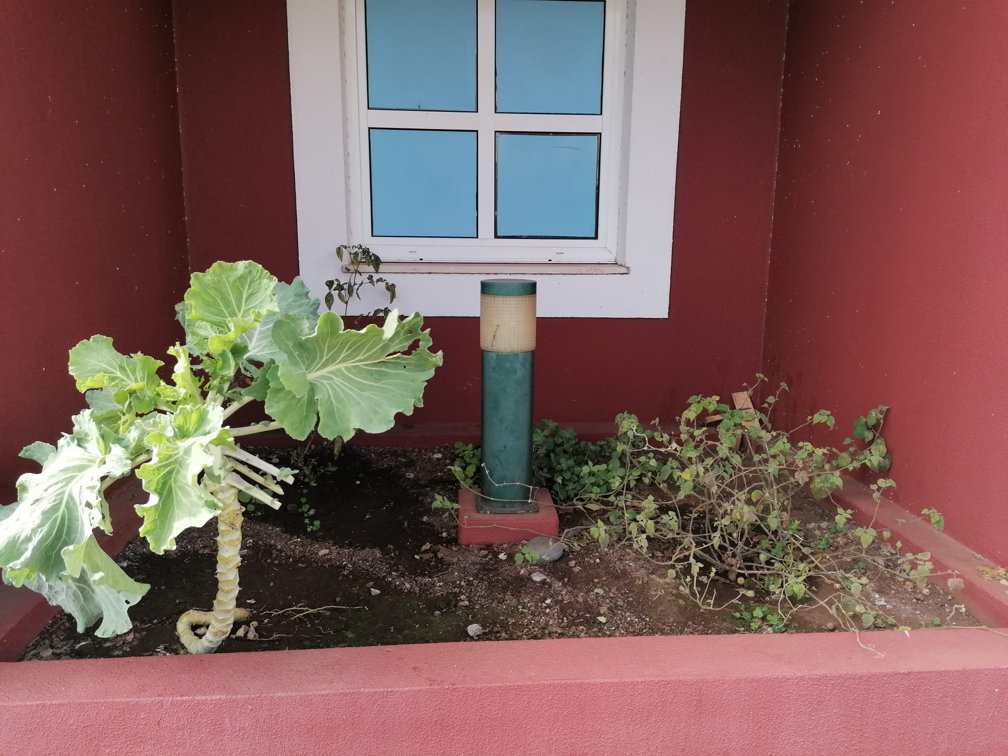 Horta da Sala Azul