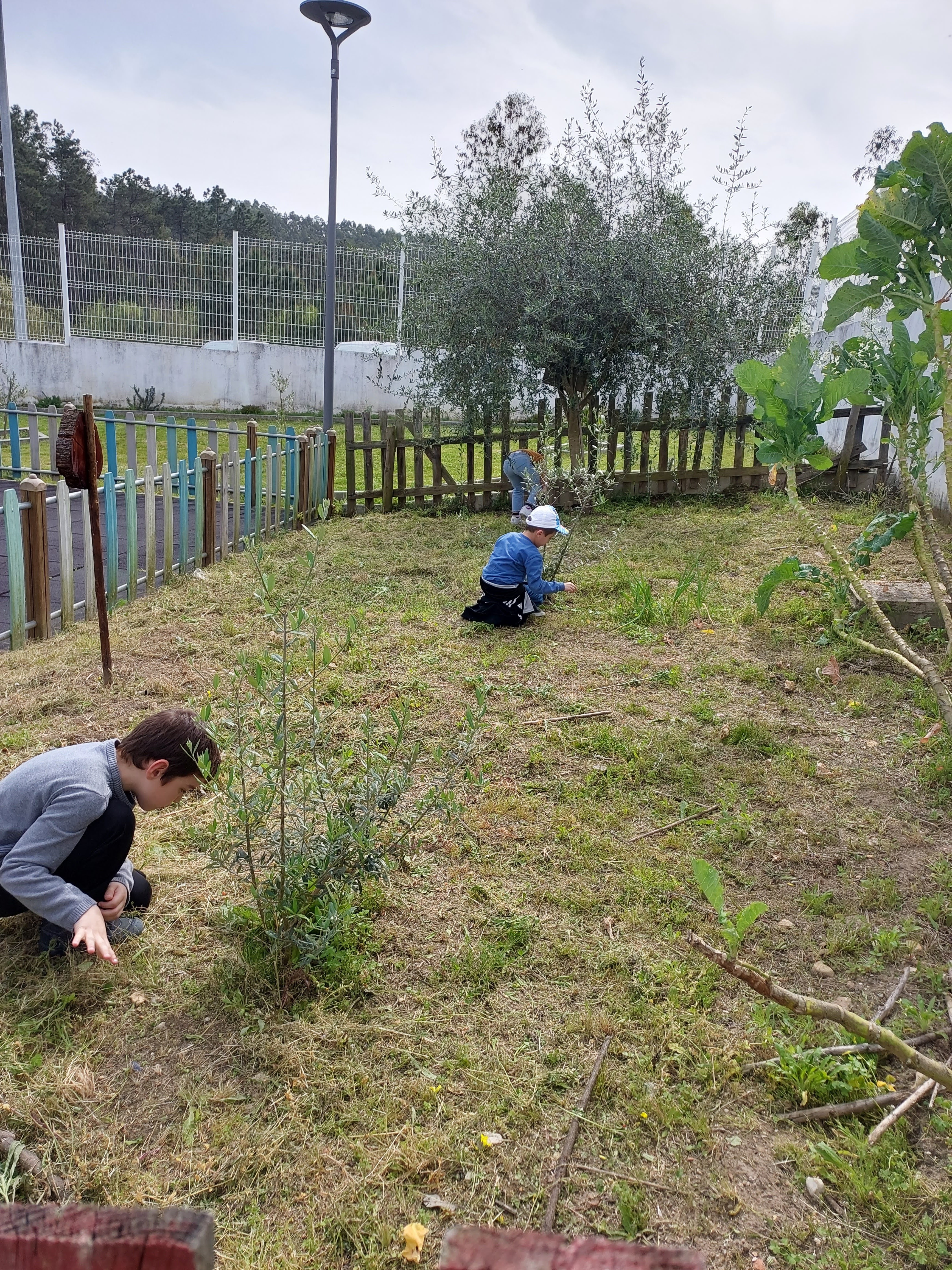 limpeza geral do terreno da horta