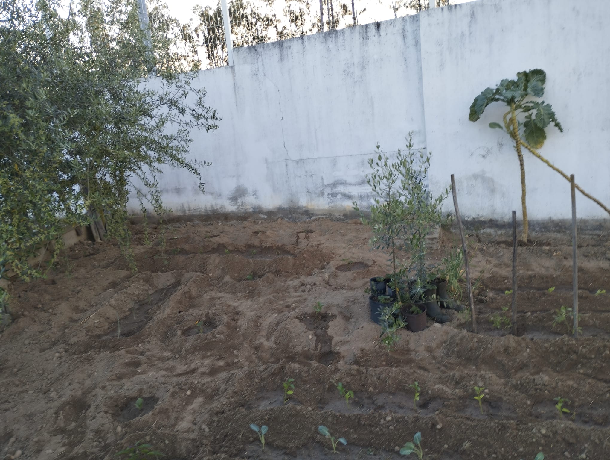Visão geral da horta