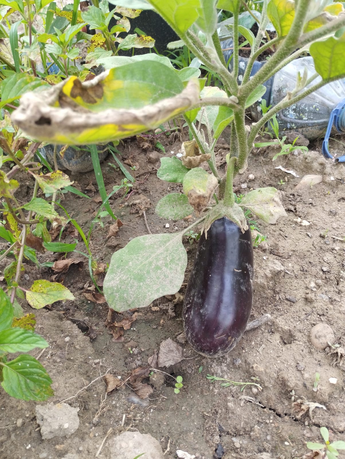Beringela colhida na horta