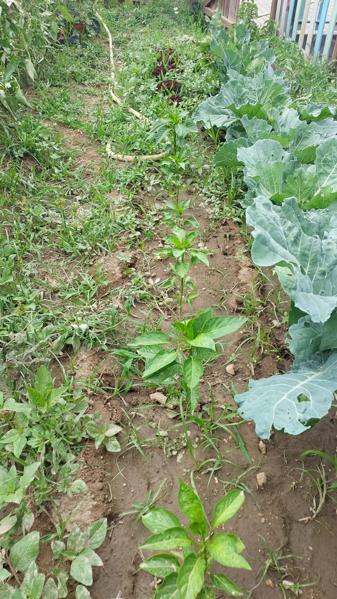 Pimentos e couves