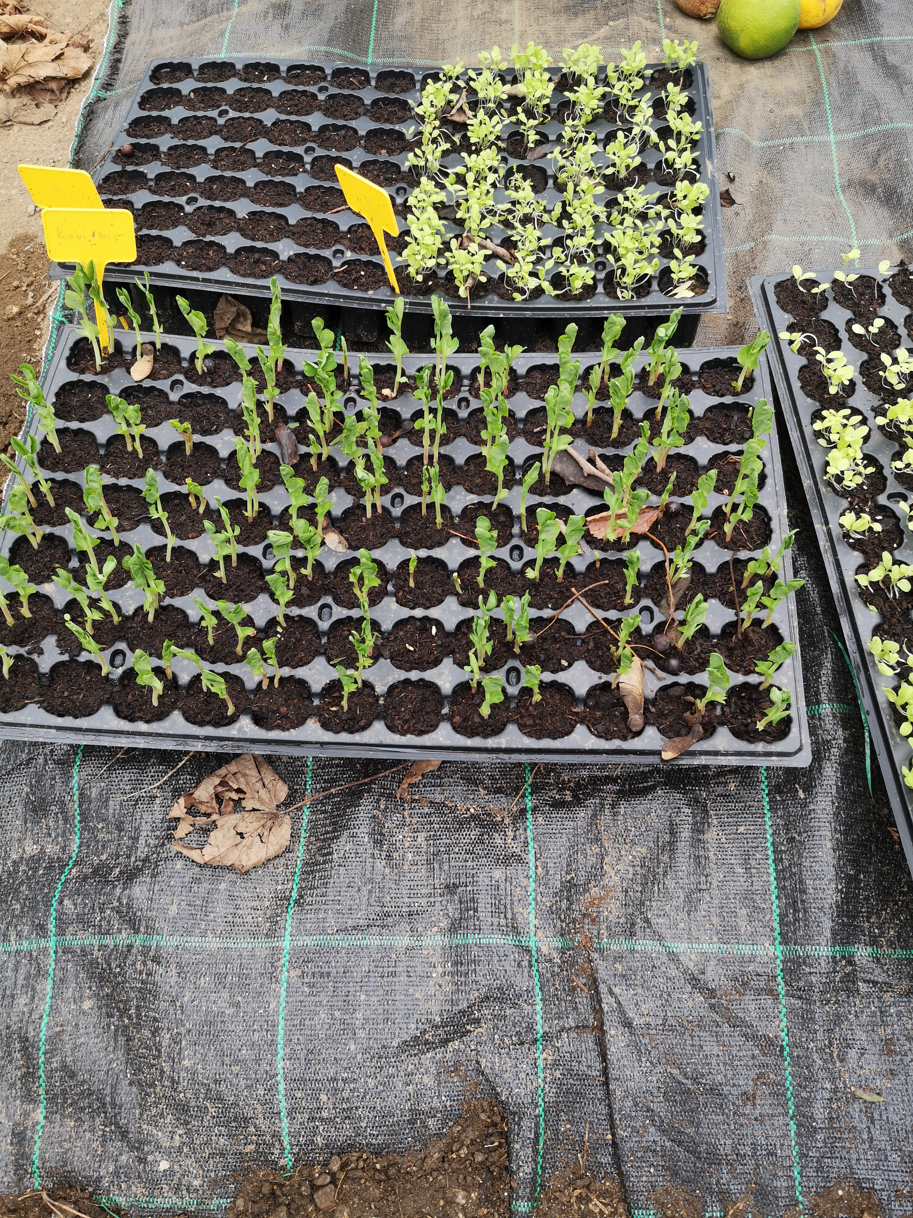 Tabuleiros com plantas de salsa e ervilhas para plantação.