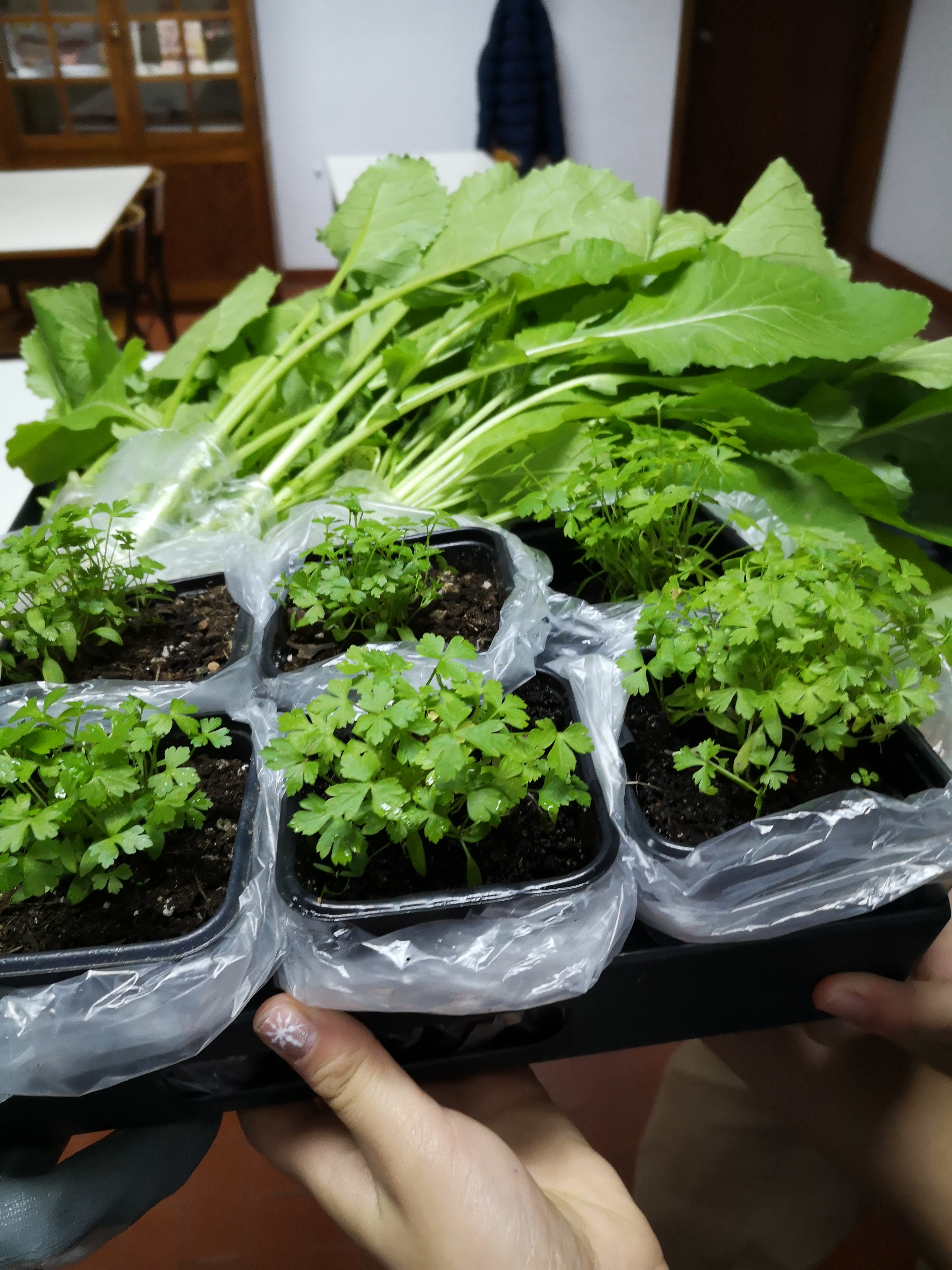 Colheita de nabiças. Vasos de salsa para distribuição na escola.