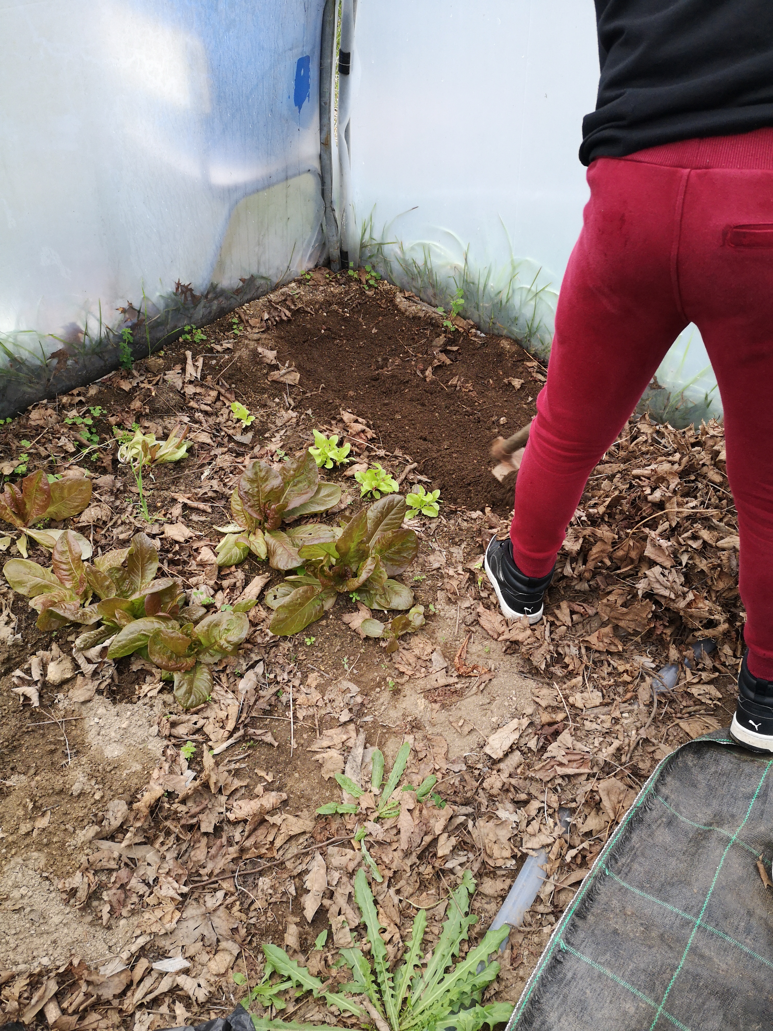 Preparação do solo e adição de composto para plantação de alfaces.