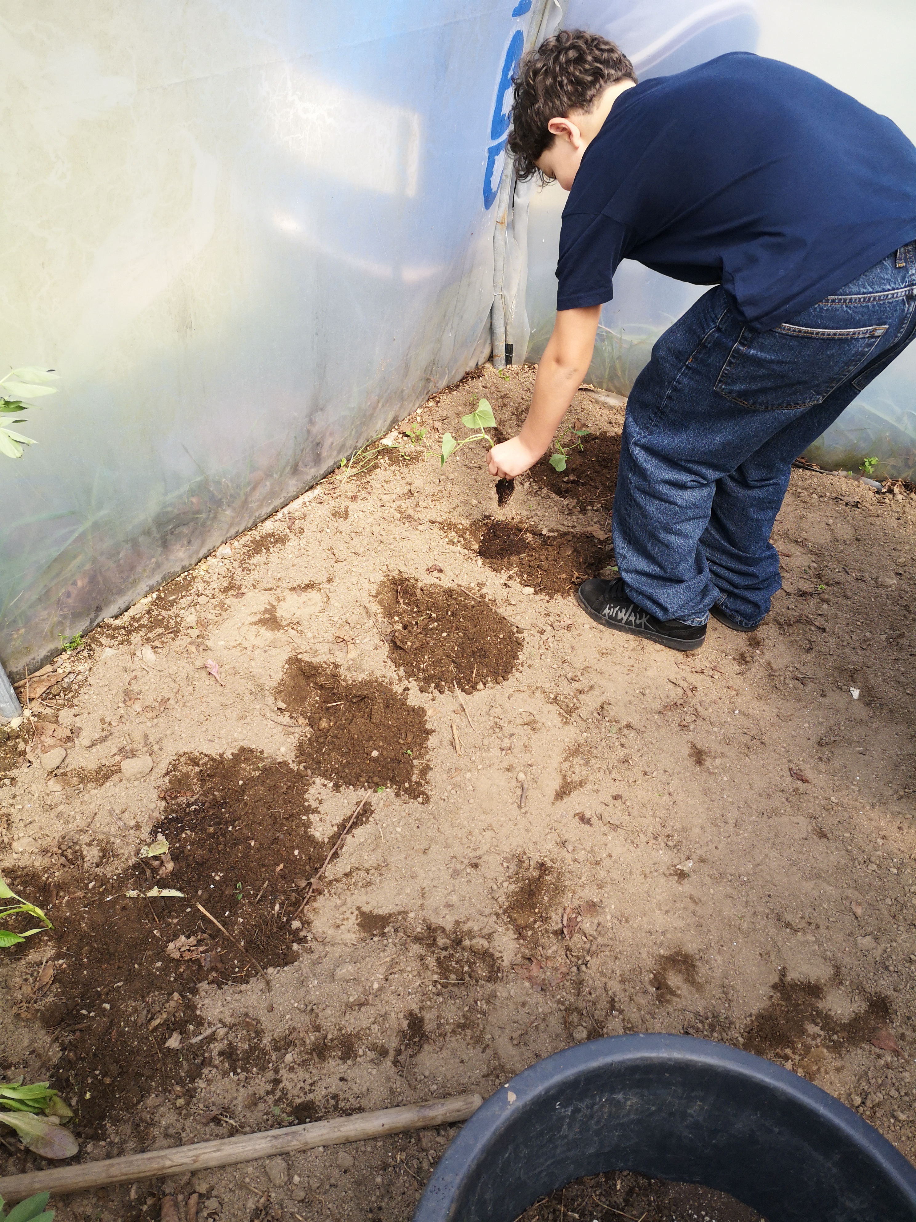 Mobilização do solo, adição de composto e plantação de feijoeiros, pimenteiros e tomateiros.