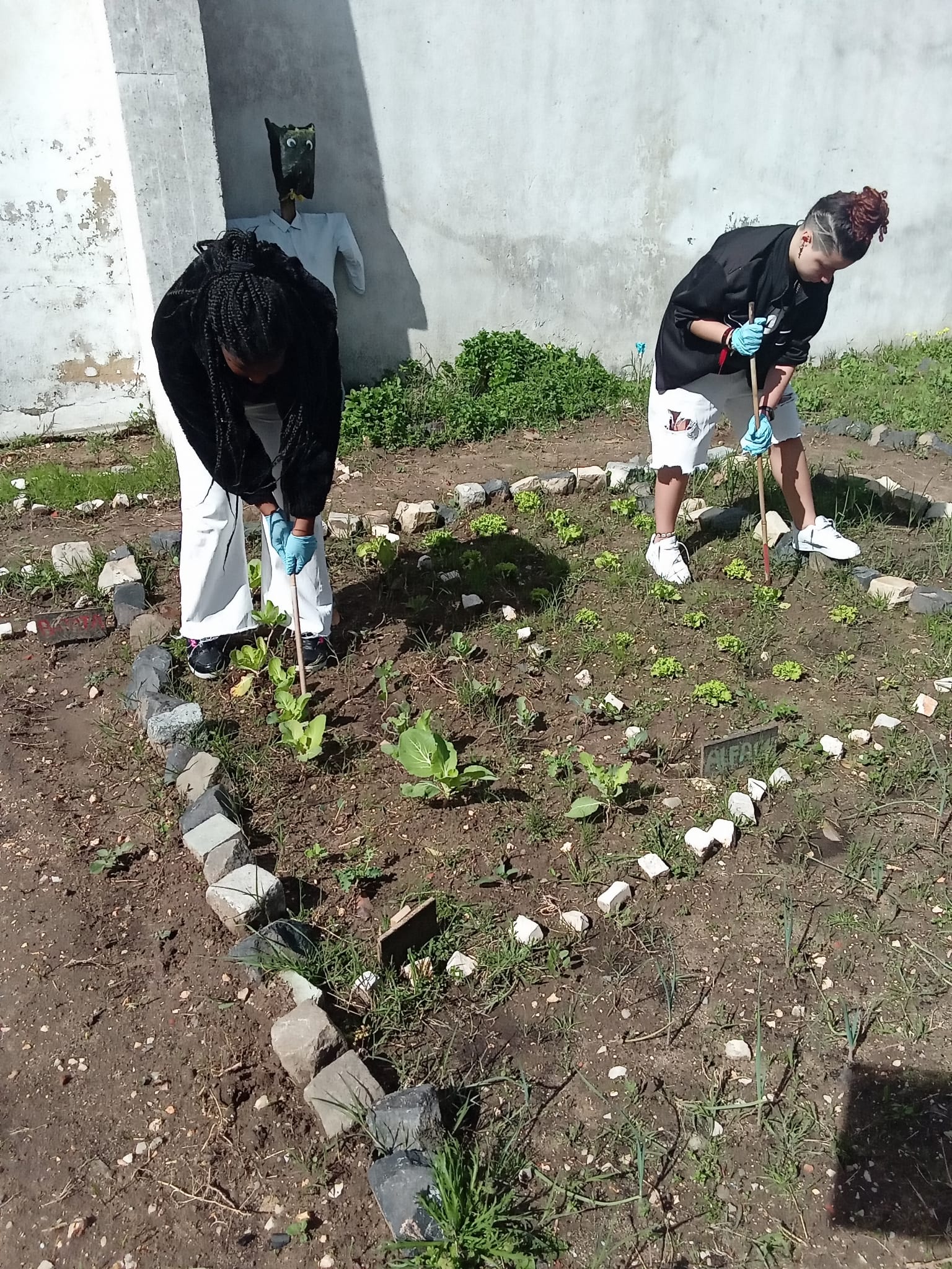 Manutenção das plantações e remoção de ervas daninhas.