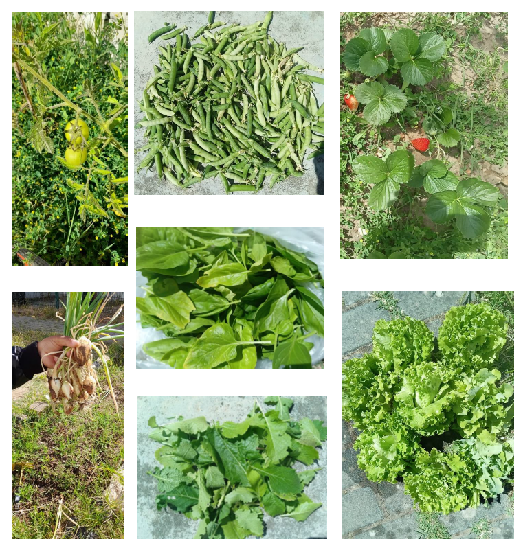 Diversas colheitas da Horta Pedagógica "EPGELUM".