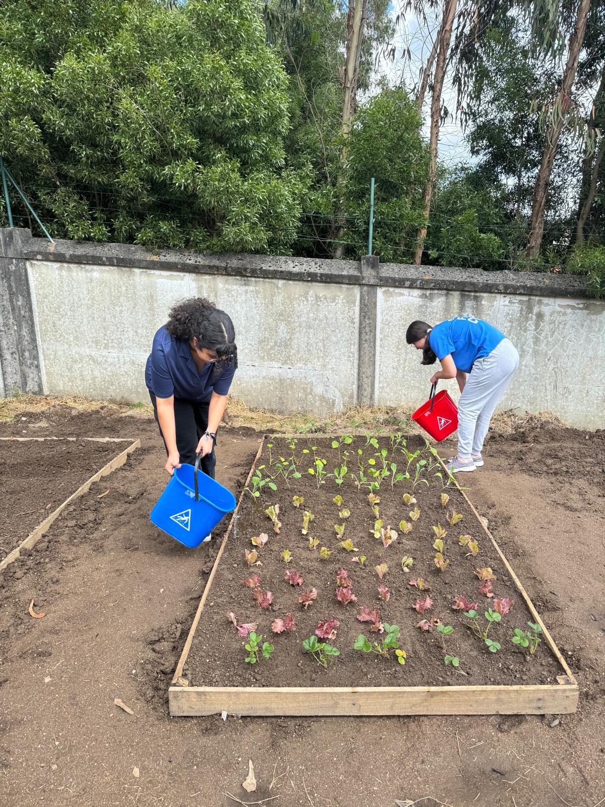 Regar plantações de hortícolas nos talhões, com a água pluvial armazenada em bidões