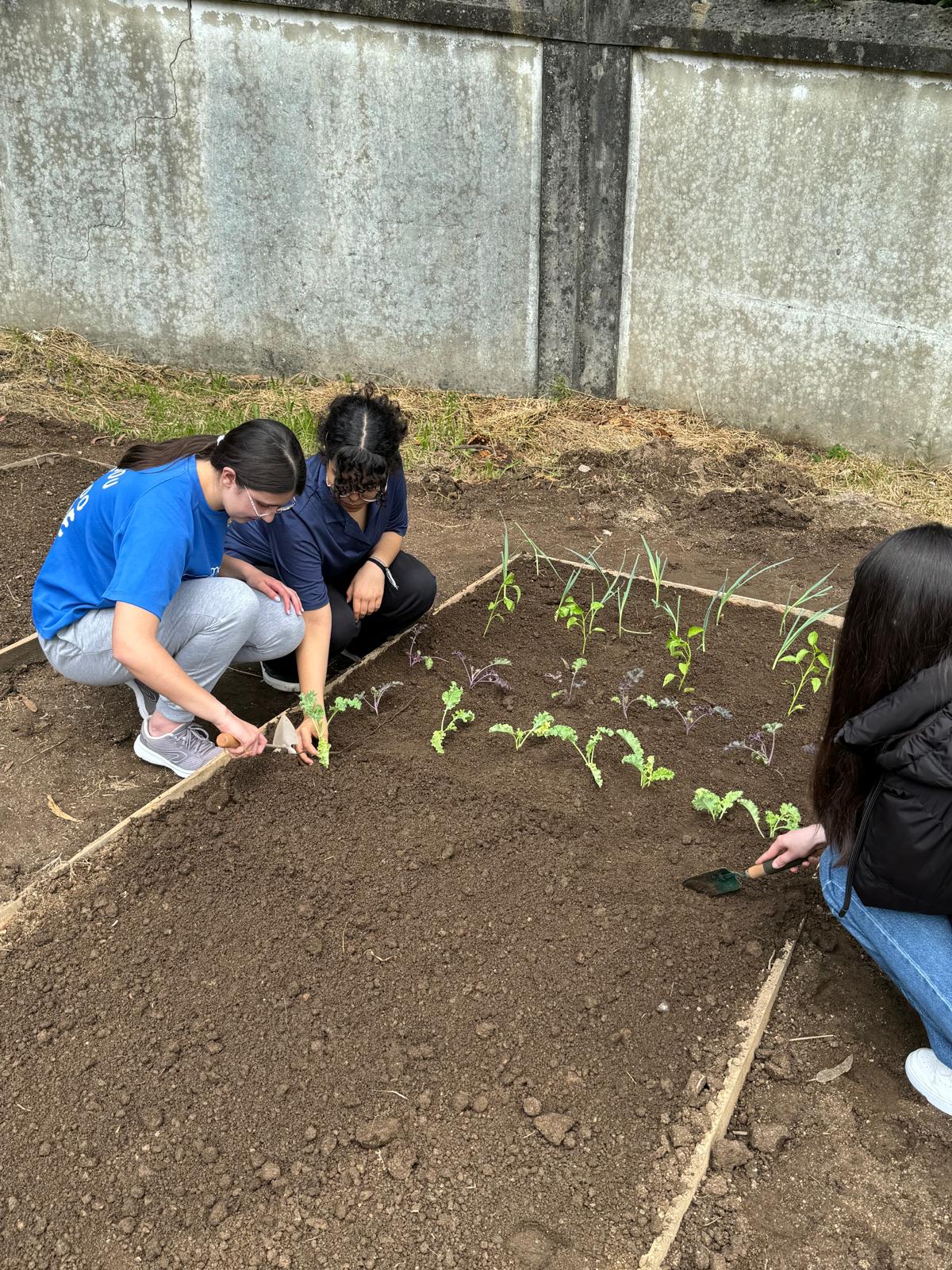 plantações de hortícolas da época, alho francês, couve, pimentos