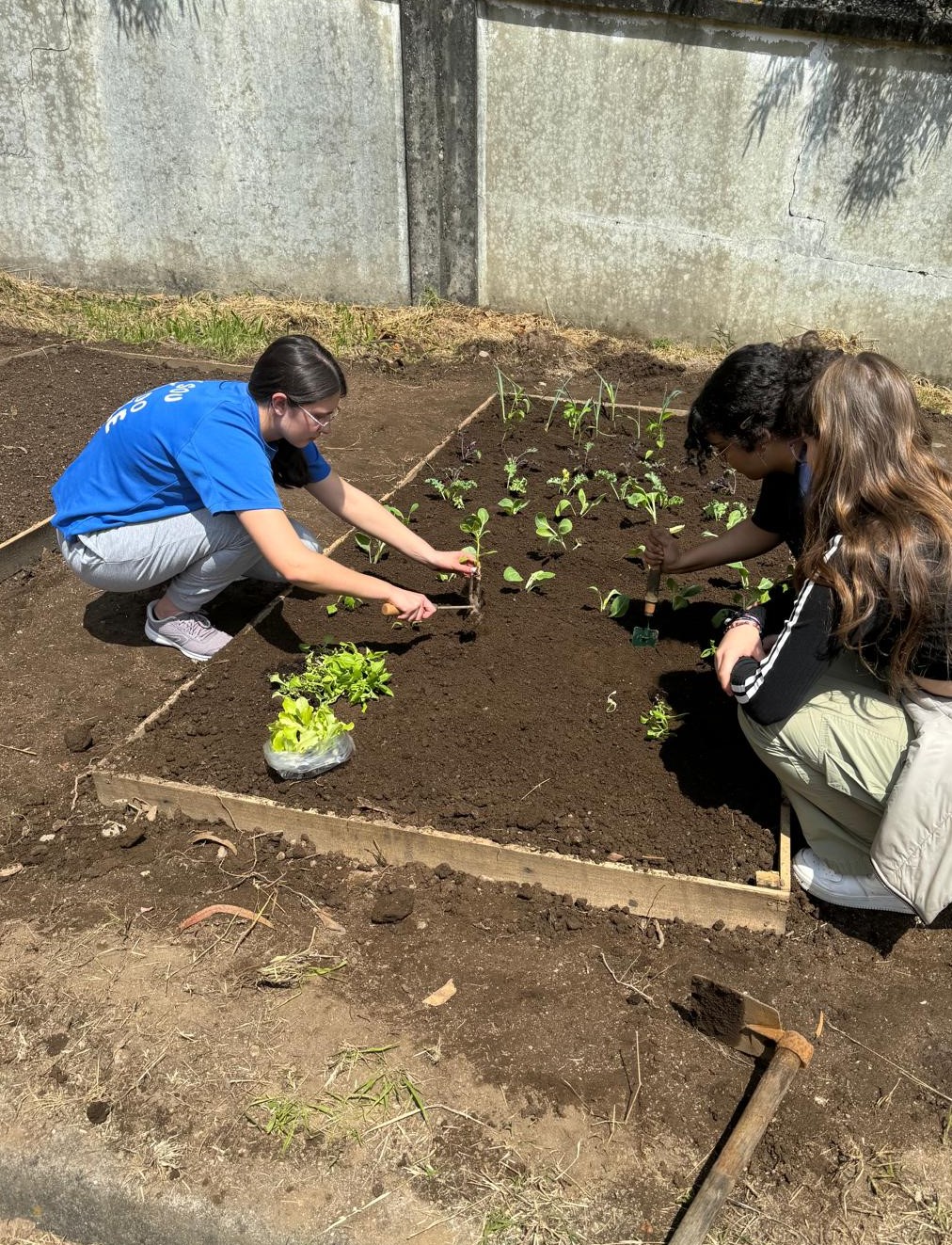 plantações de hortícolas da época, alho franês, couve, pimentos, alface e espinafre