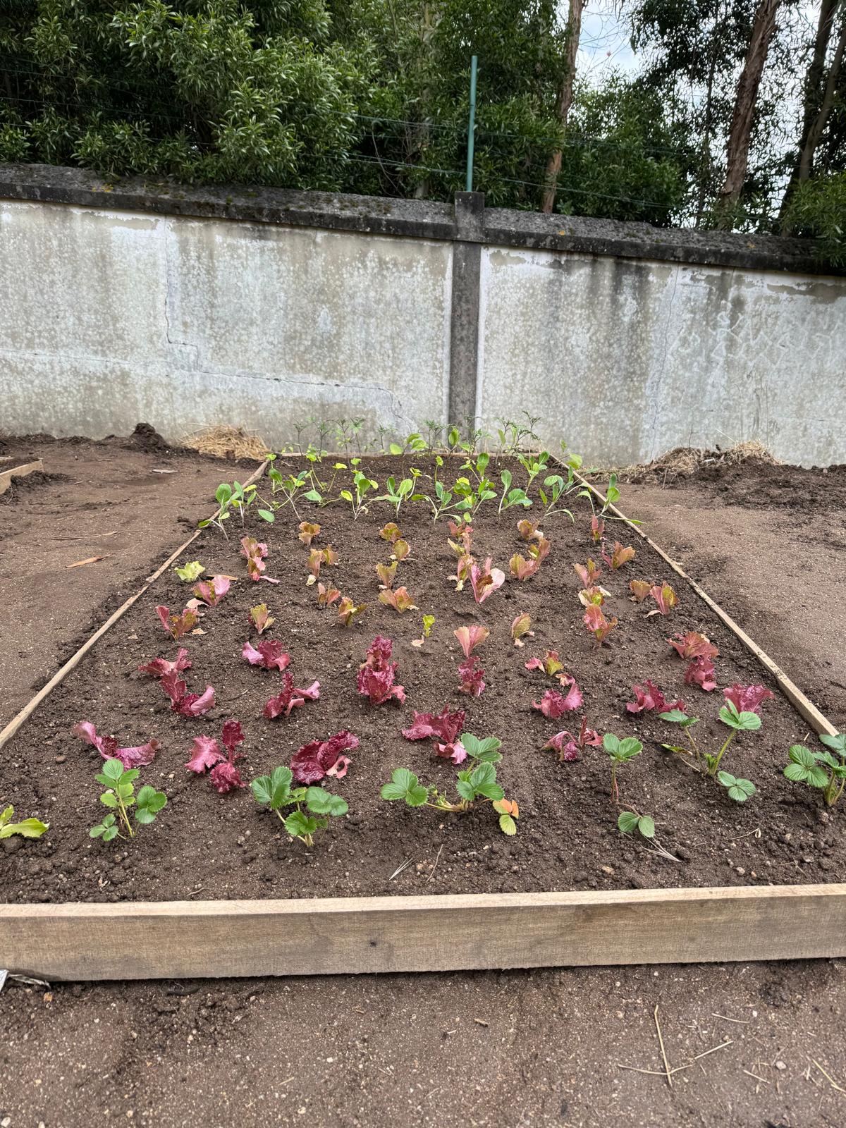 Plantações nos 3 talhões, com tomate, morangueiros, alface, couve, alho francês, pimentos.