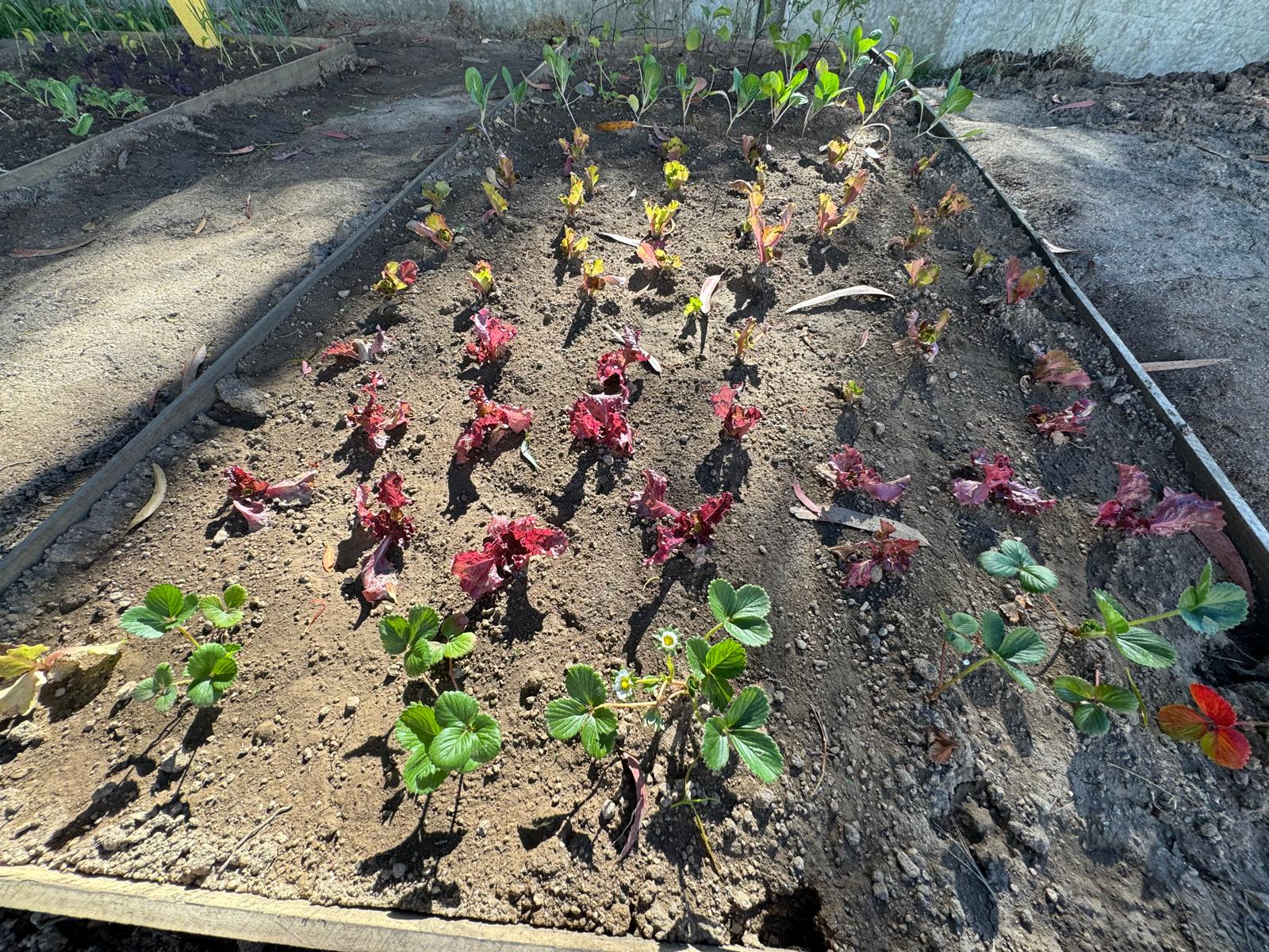 Pormenor de um talhão e crescimento das alfaces, morangueiros, couve, beringela e courgete
